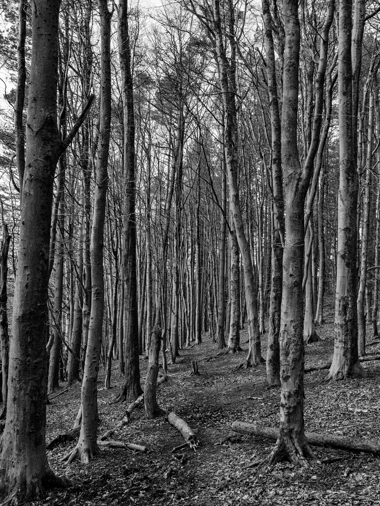 Panasonic Lumix DMC-GX7 sample photo. Winter trees photography