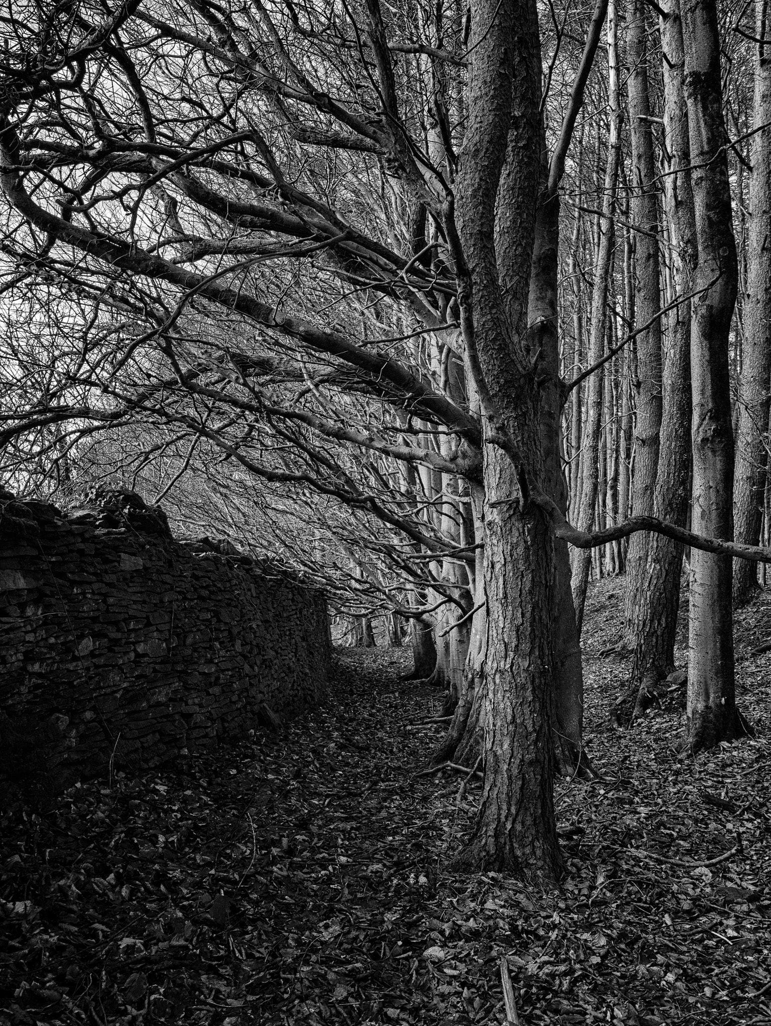 Panasonic Lumix DMC-GX7 sample photo. Dry wall path photography