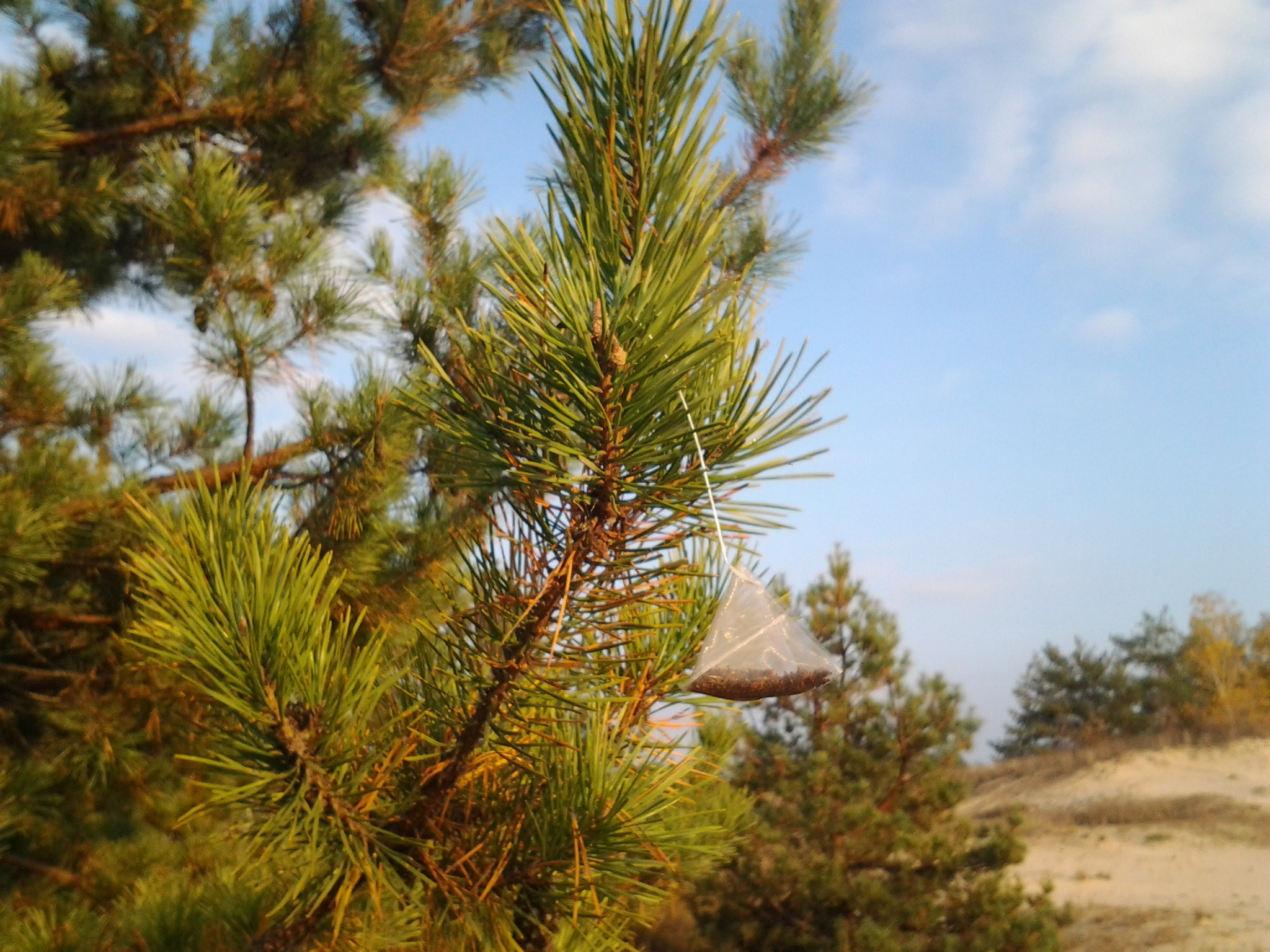 Samsung Galaxy Xcover sample photo. Pine photography