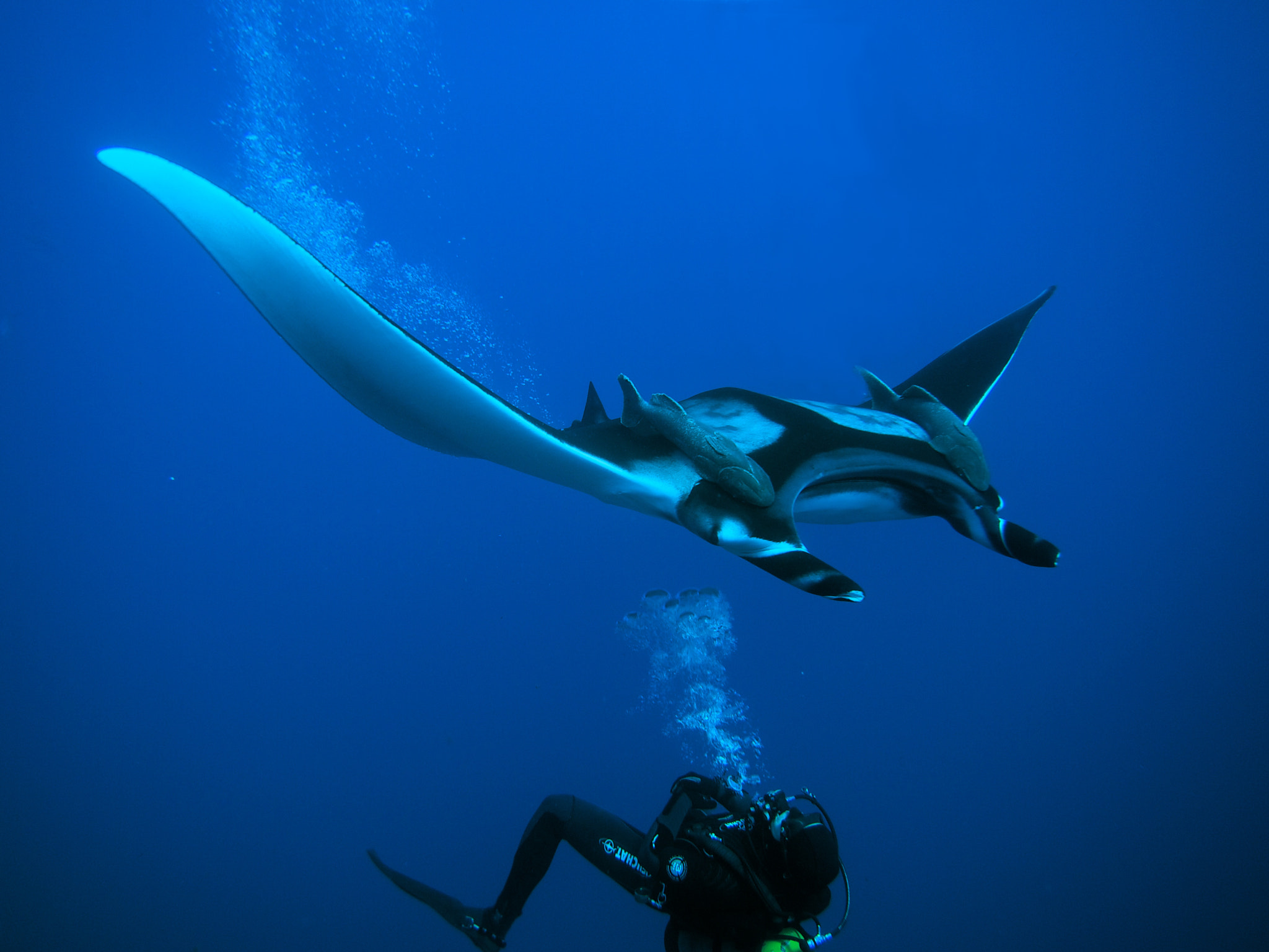 Olympus M.Zuiko Digital 14-42mm F3.5-5.6 II R sample photo. Diver with giant manta photography