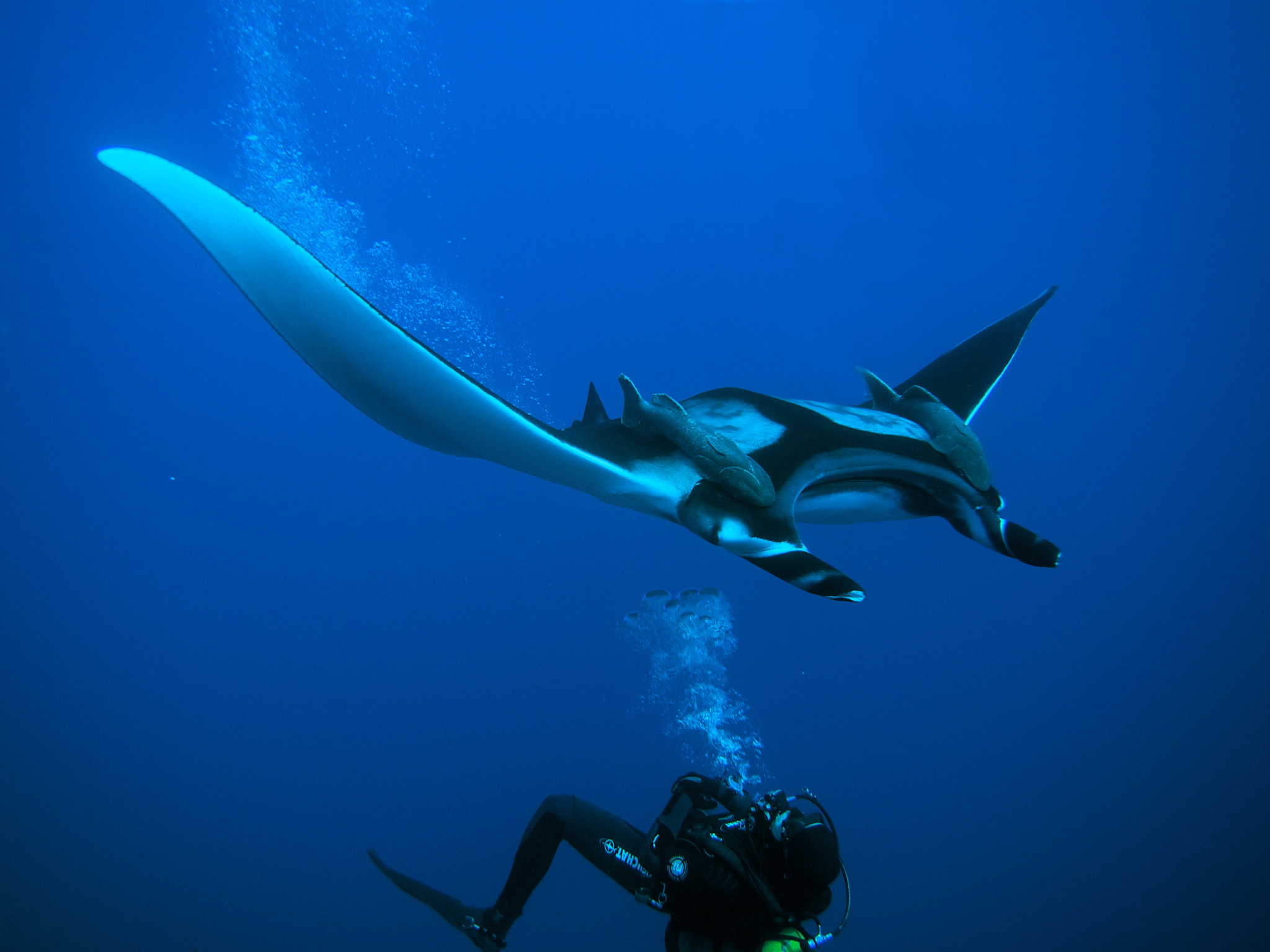 Olympus PEN E-PM1 sample photo. Diver with giant manta photography