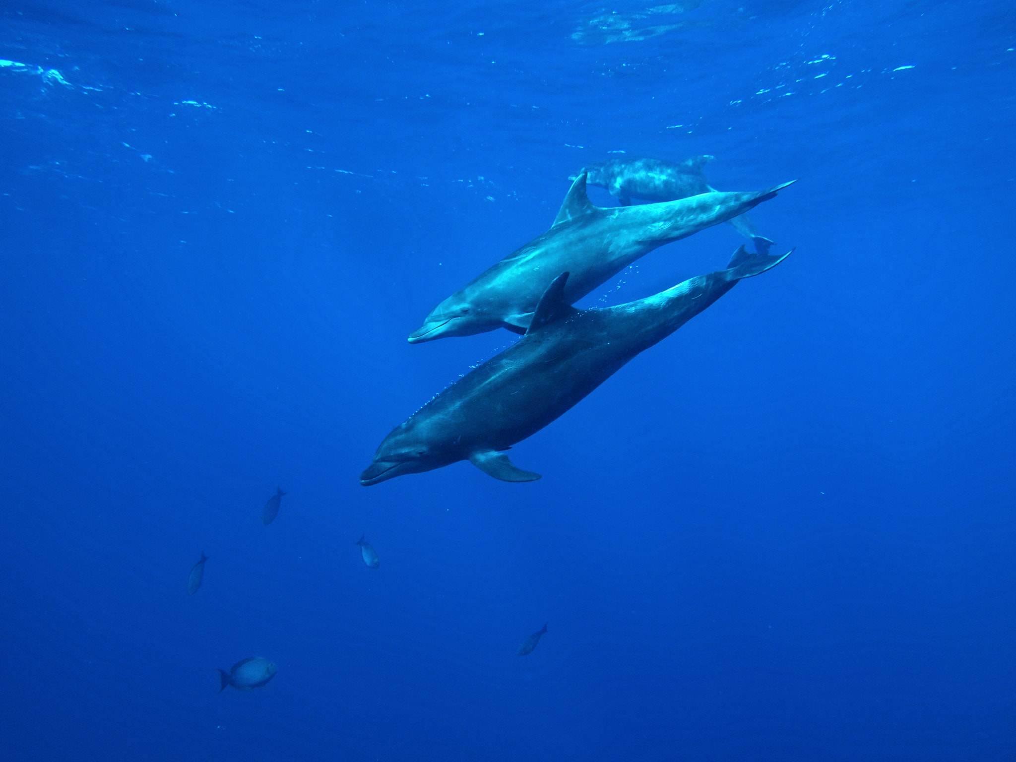 Olympus PEN E-PM1 sample photo. Dolphins photography