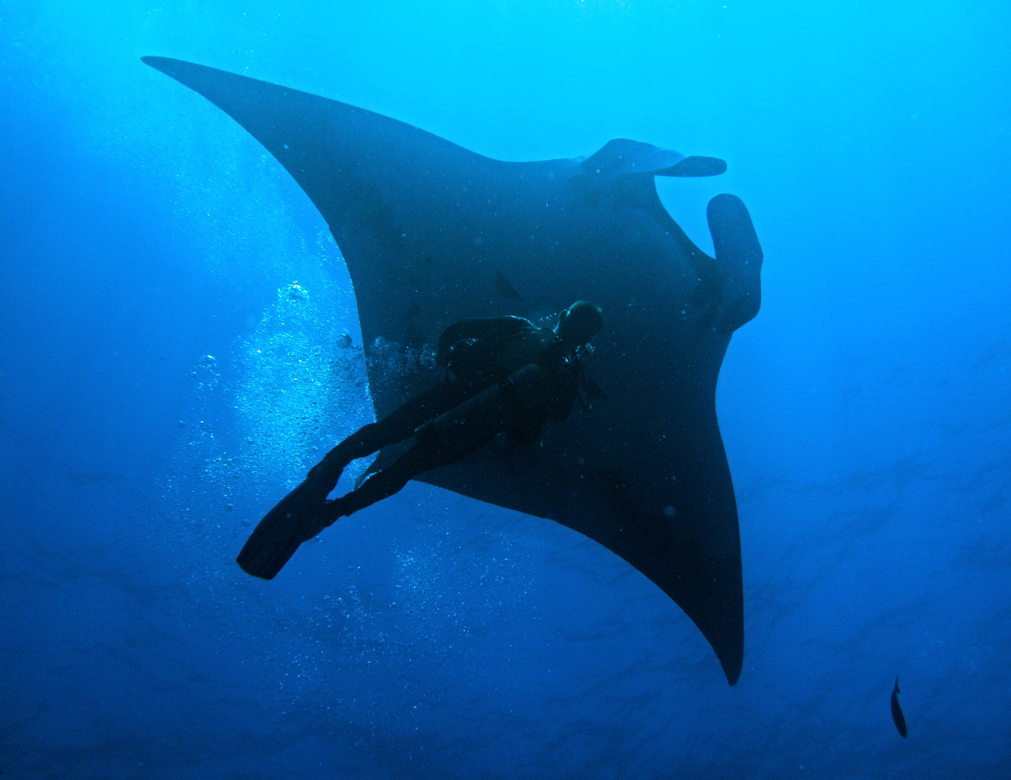 Olympus PEN E-PM1 sample photo. Diver with giant manta photography