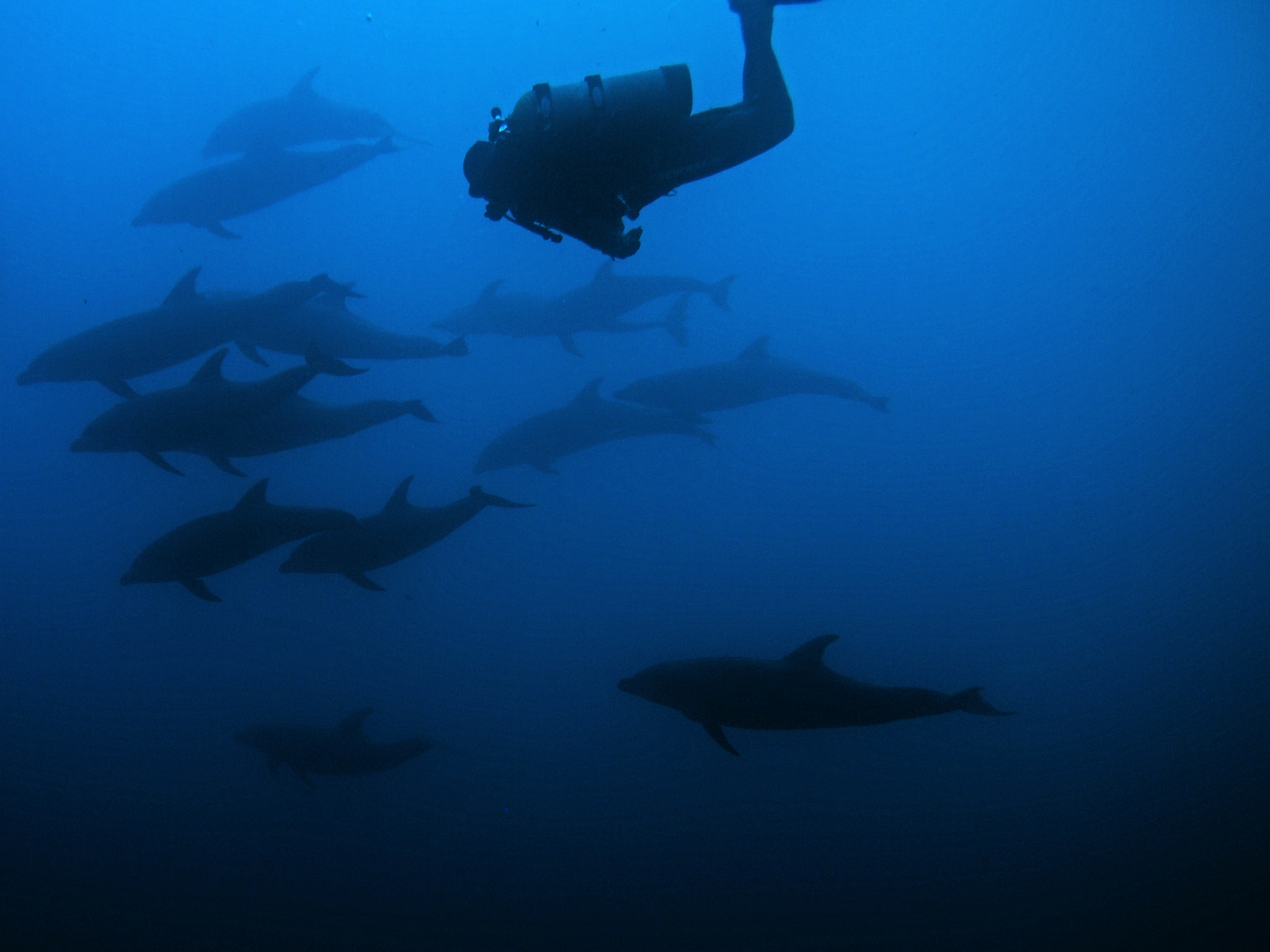 Olympus PEN E-PM1 sample photo. Diver with dolphins photography