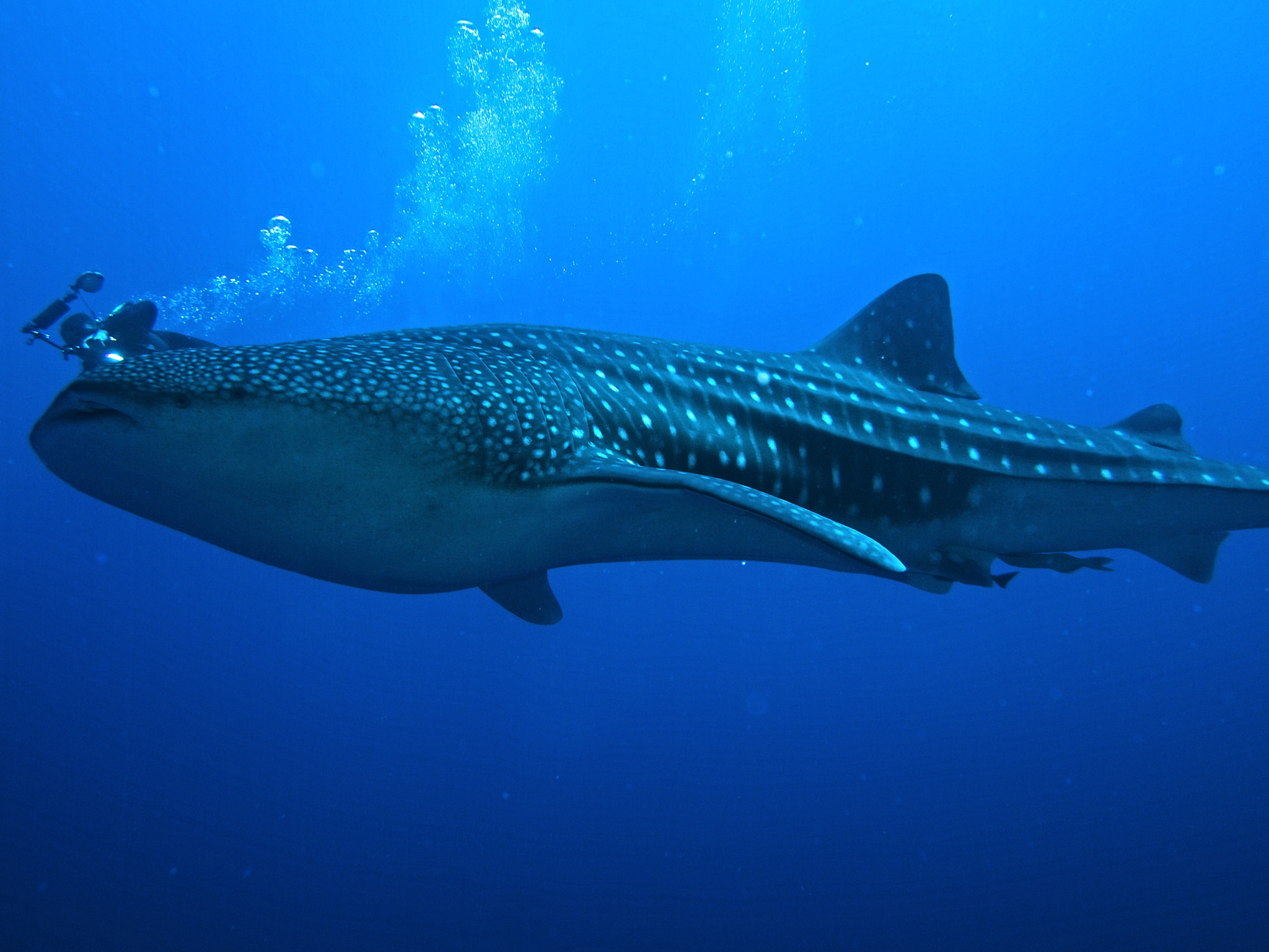 Olympus M.Zuiko Digital 14-42mm F3.5-5.6 II R sample photo. Diver with whale shark photography