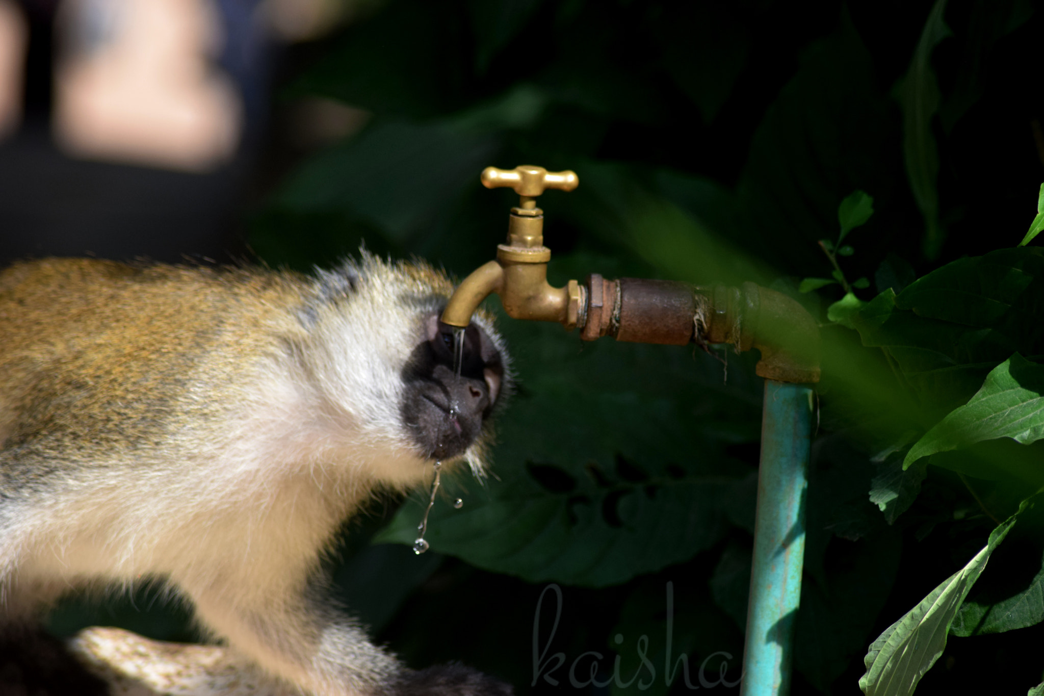 AF Zoom-Nikkor 70-300mm f/4-5.6D ED sample photo. Refreshing photography