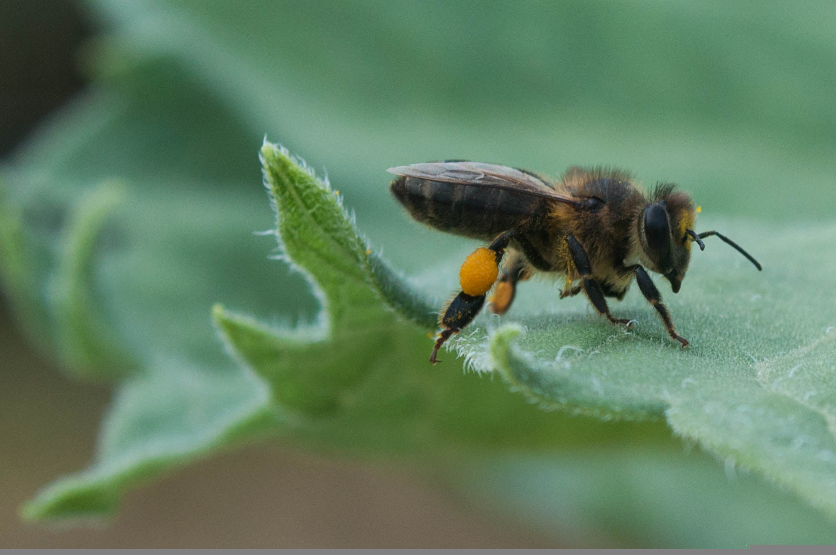AF Zoom-Nikkor 35-105mm f/3.5-4.5 sample photo. Girasol.jpg photography
