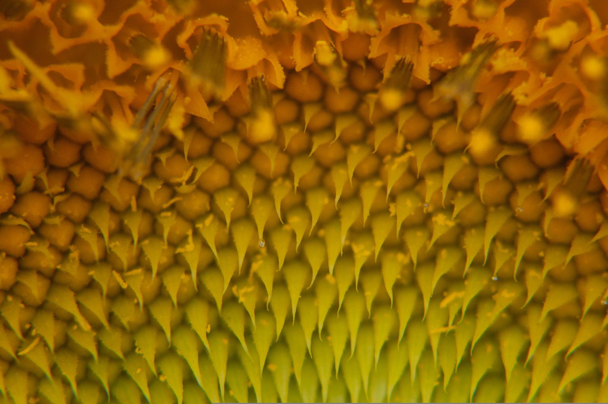 AF Zoom-Nikkor 35-105mm f/3.5-4.5 sample photo. Girasol photography