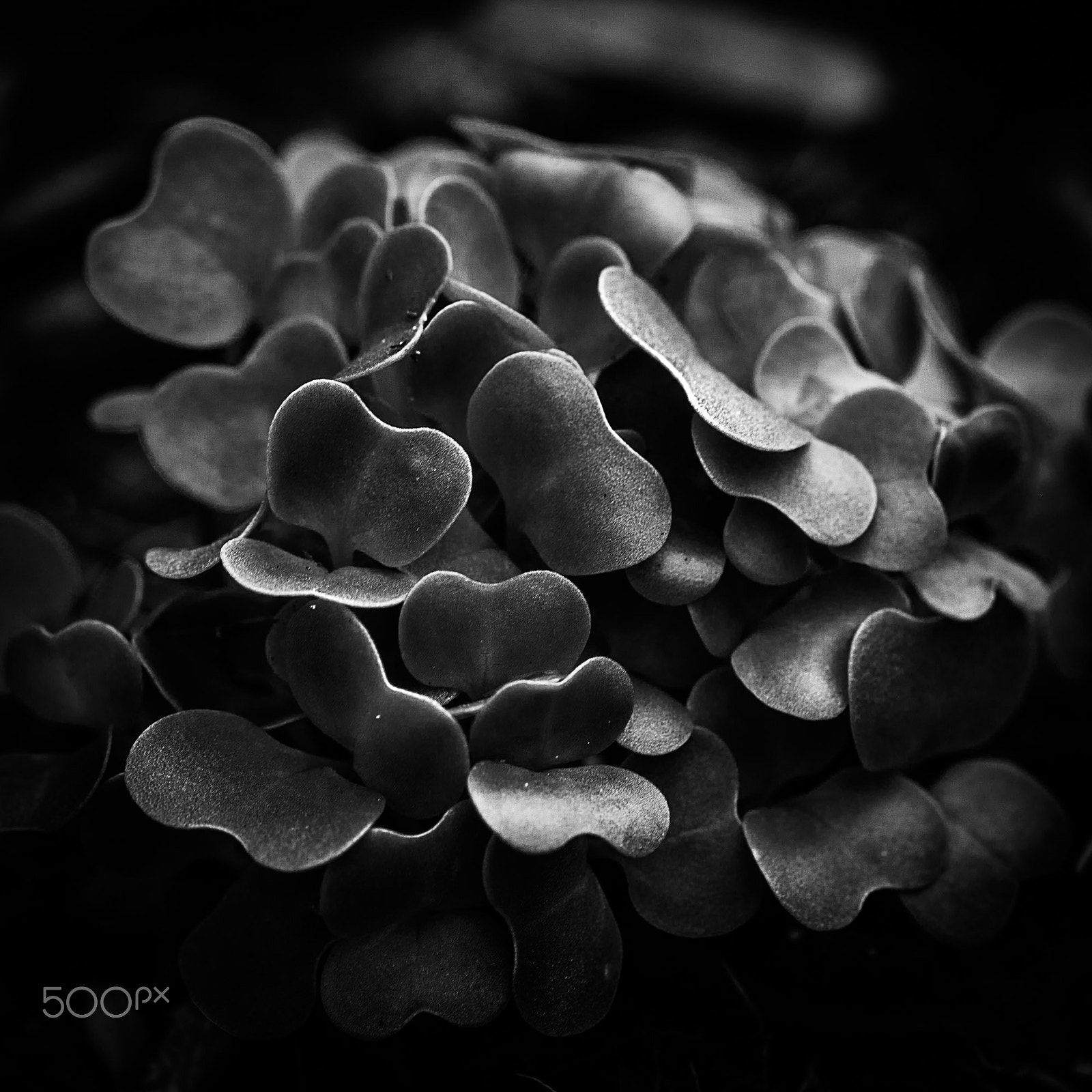 Canon EF 100mm F2.8 Macro USM sample photo. Chinese kale photography