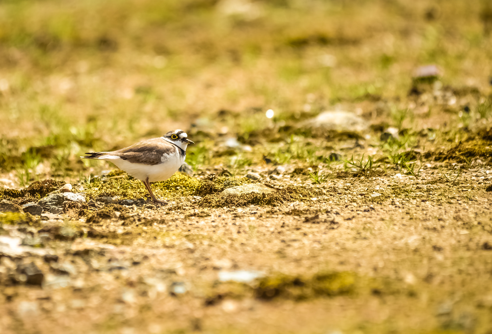 Sigma 150-500mm F5-6.3 DG OS HSM sample photo. This way!! photography