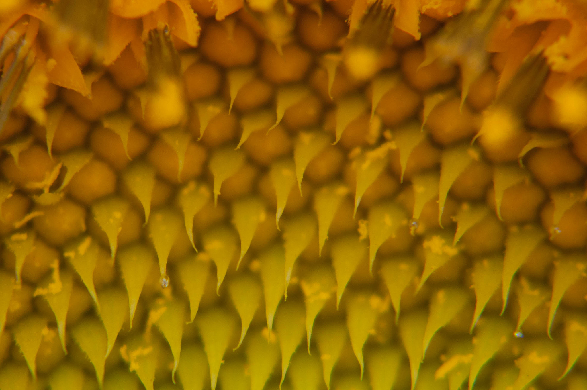 AF Zoom-Nikkor 35-105mm f/3.5-4.5 sample photo. Girasol photography