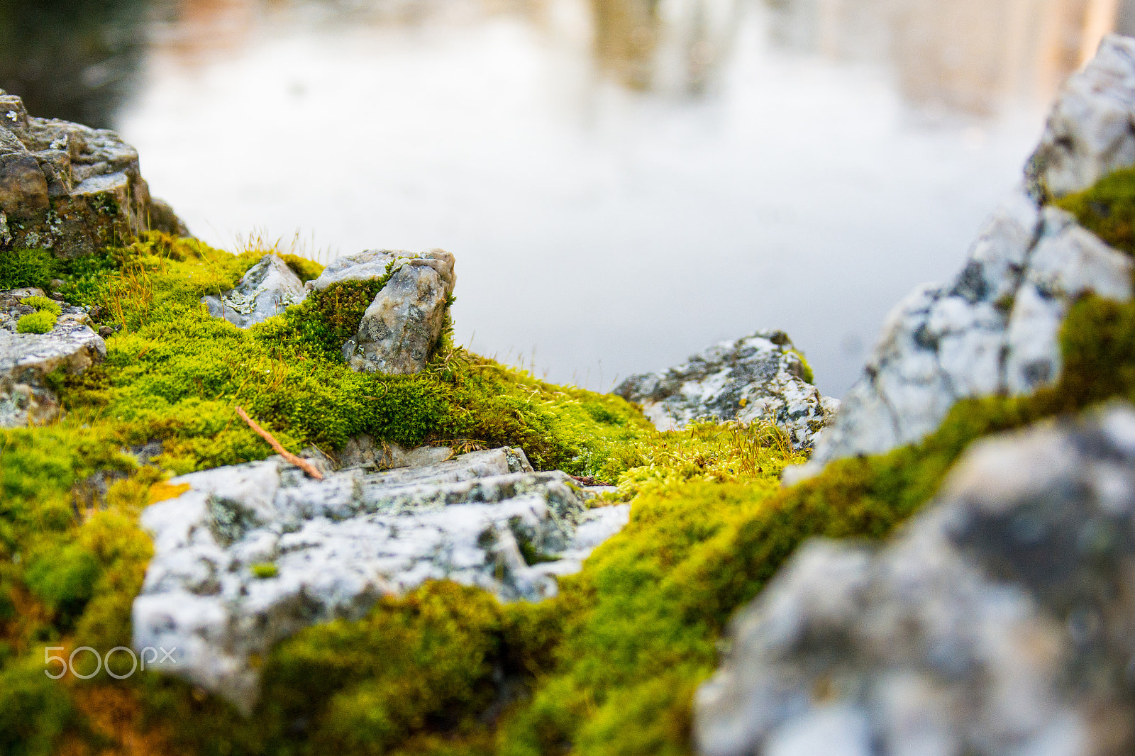 AF Zoom-Nikkor 28-80mm f/3.3-5.6G sample photo. Microscape photography