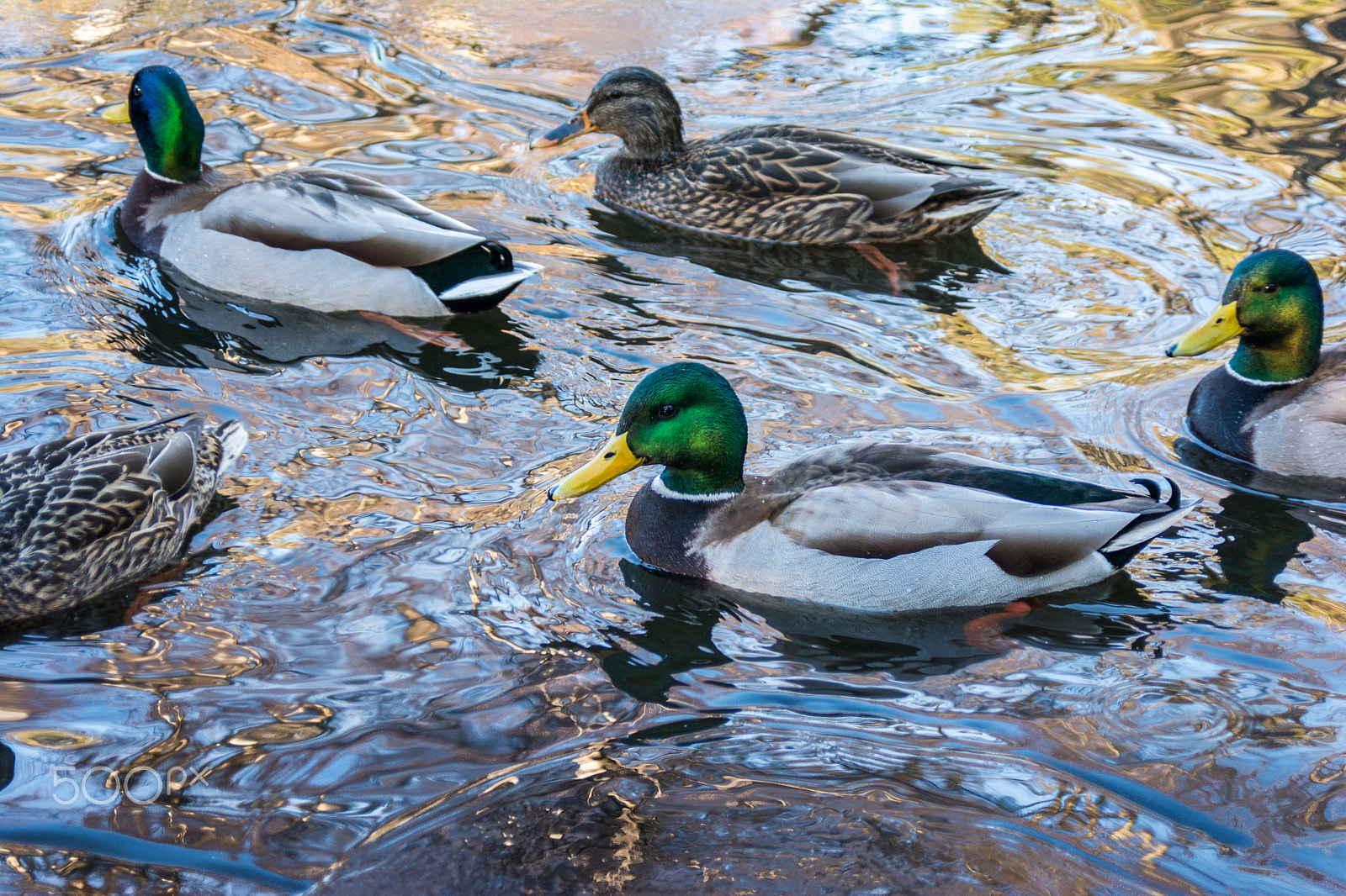 AF Zoom-Nikkor 28-80mm f/3.3-5.6G sample photo. Ducks ll photography