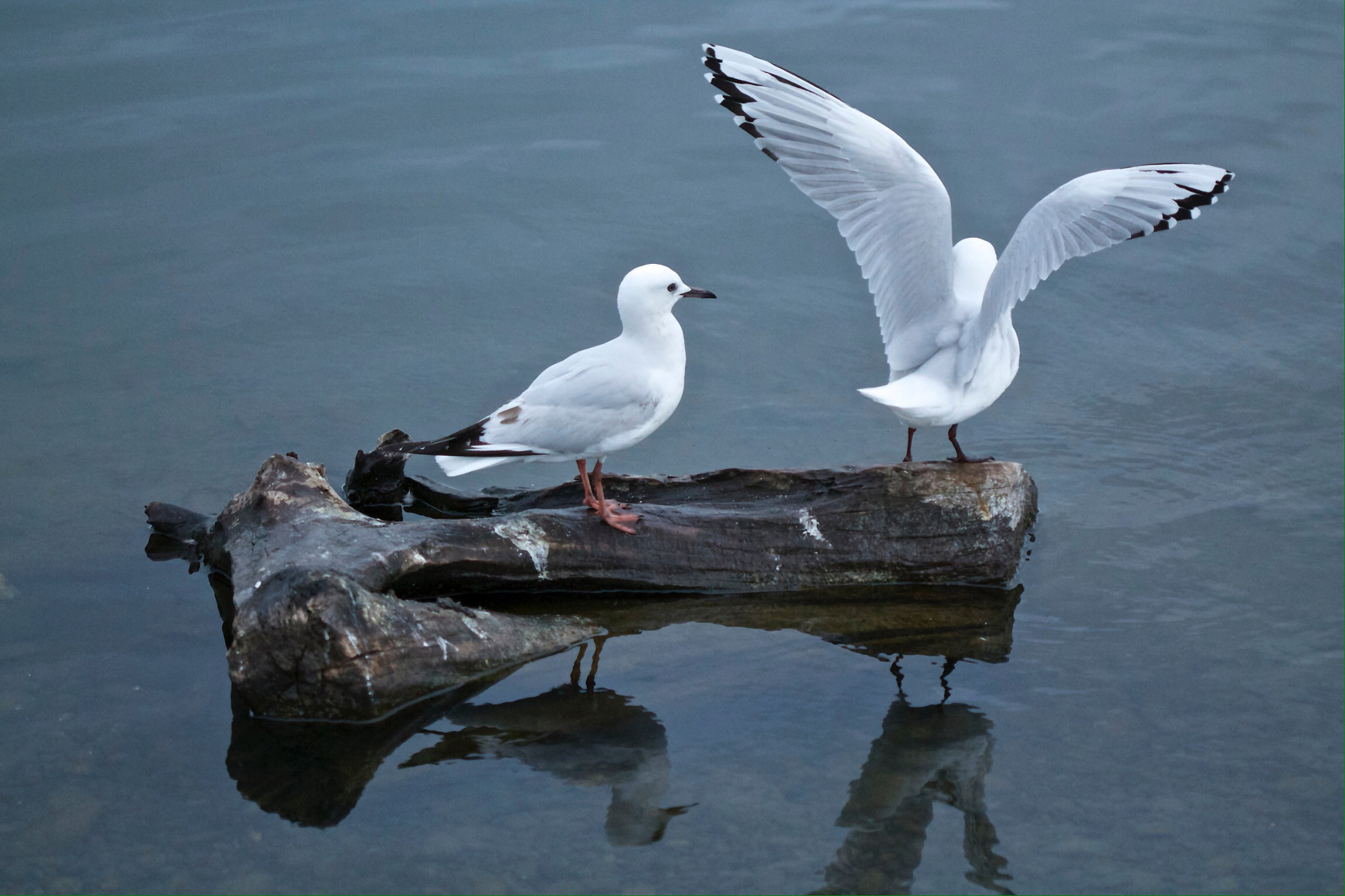 Canon EOS 1100D (EOS Rebel T3 / EOS Kiss X50) + Canon EF 100mm F2.8 Macro USM sample photo. Gulls on a log photography