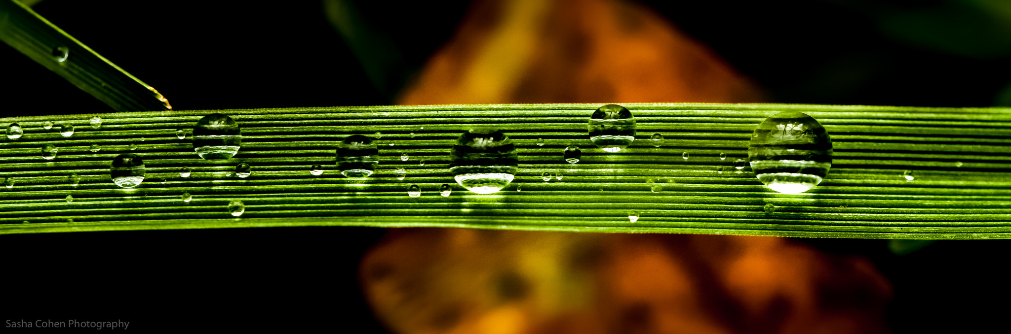 Canon EOS 5D + Canon EF 100mm F2.8 Macro USM sample photo. Morning rain photography