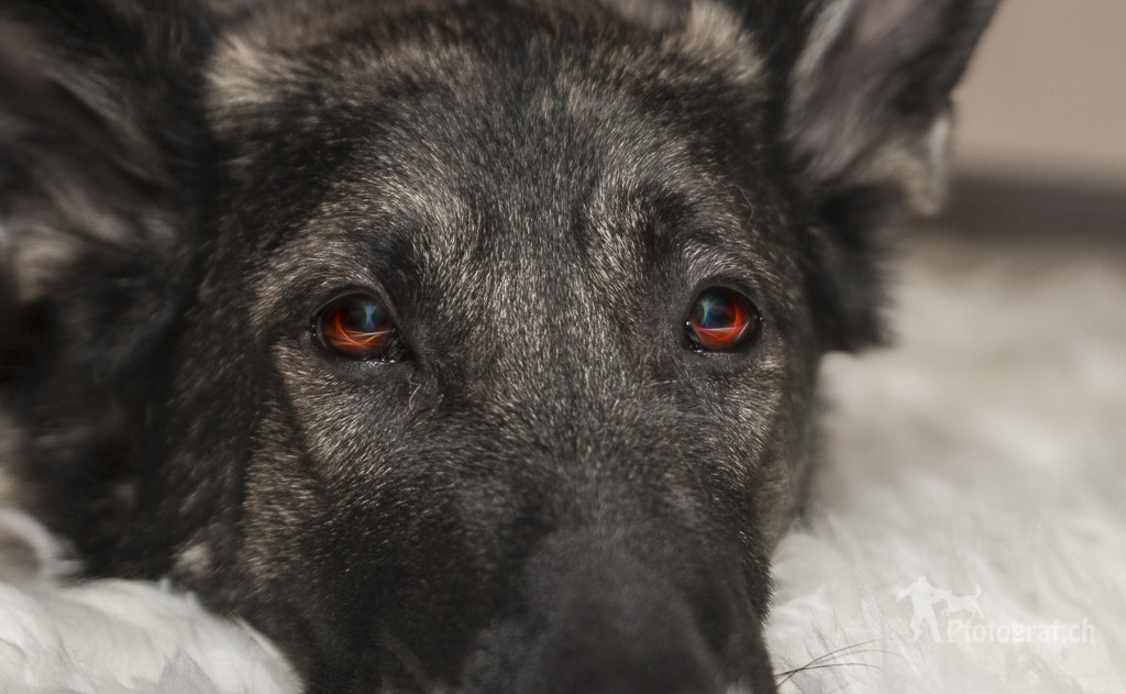 Canon EF 35mm F2 IS USM sample photo. Eyes photography