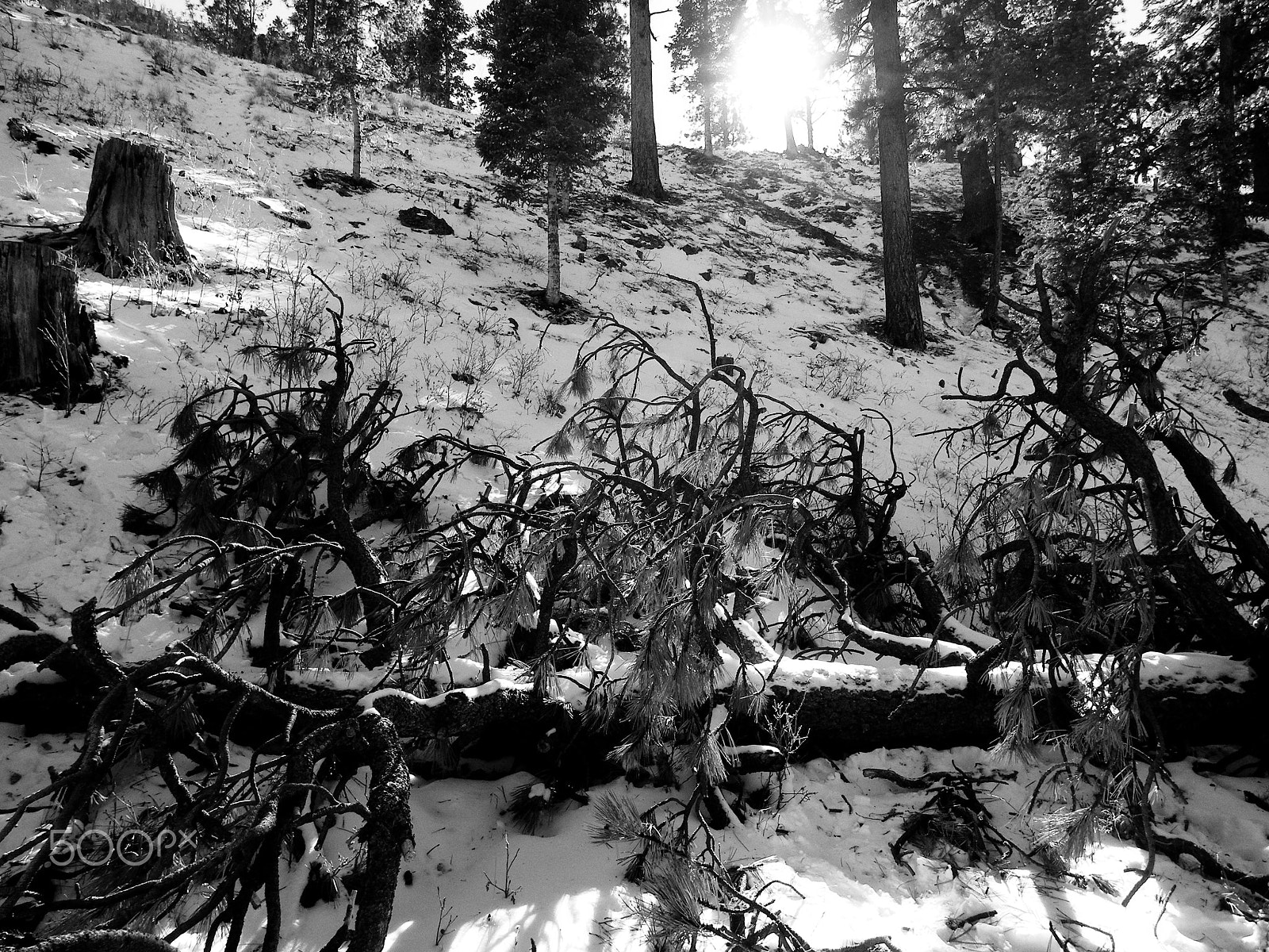 Kodak EASYSHARE Z5010 DIGITAL CAMERA sample photo. Messy branches photography