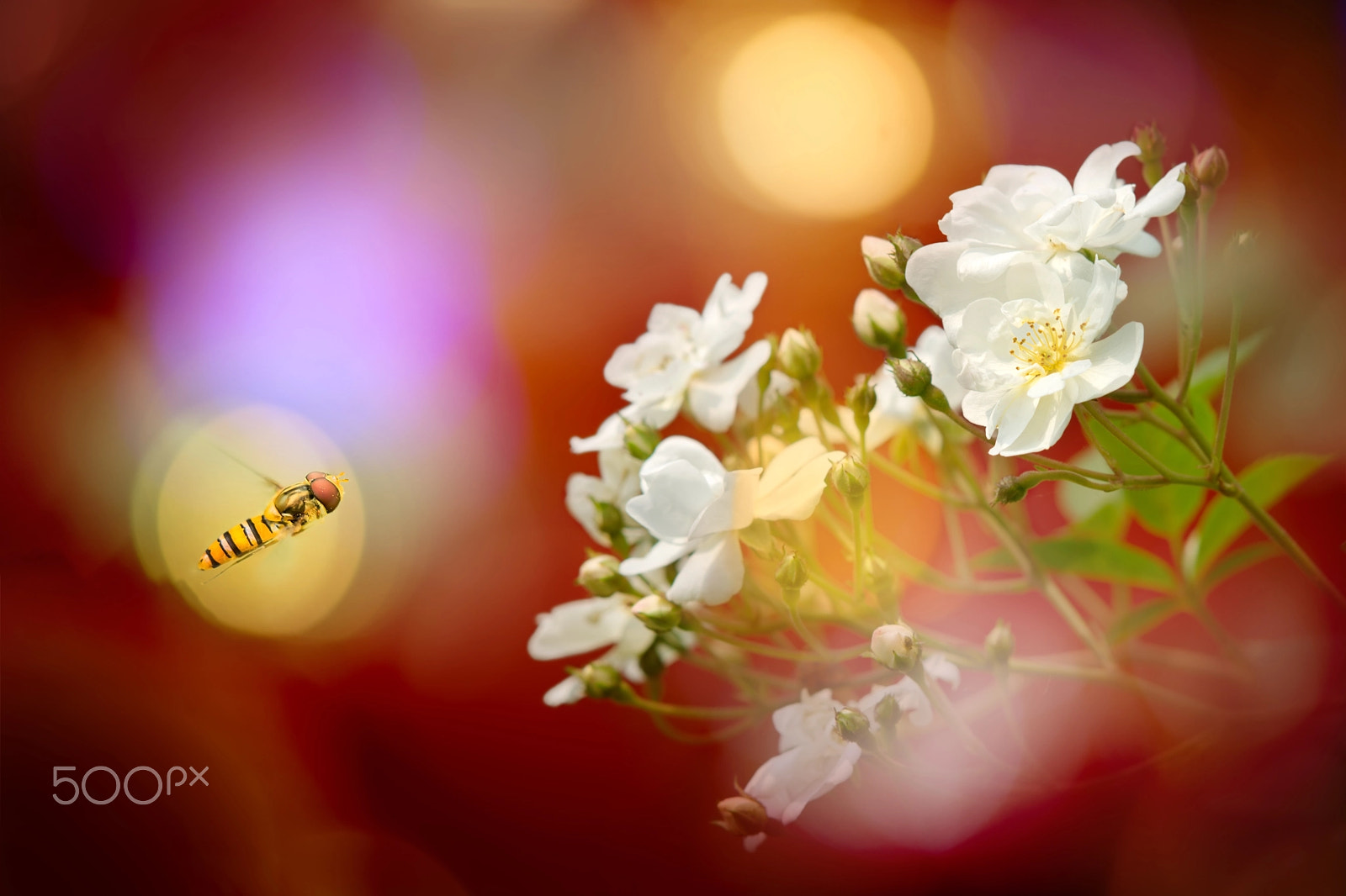 Sony Sonnar T* 135mm F1.8 ZA sample photo. ～ fly to you ～ photography