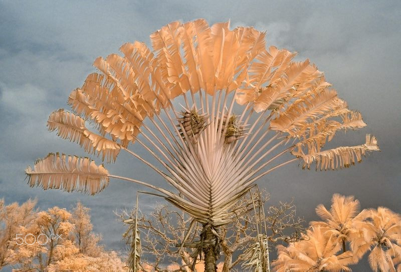 Nikon D70s sample photo. Fan palm, ir photography