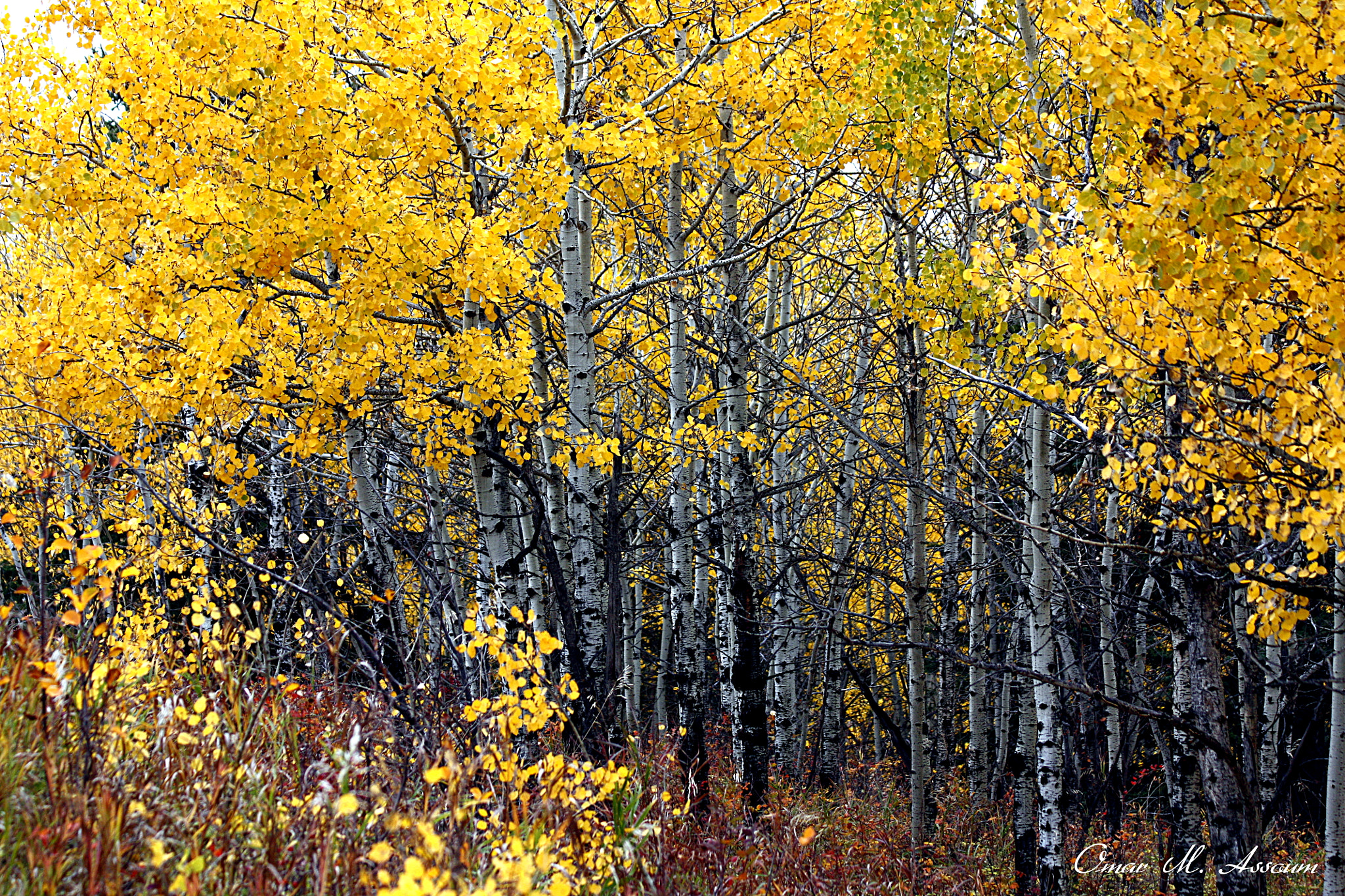 Canon EF 75-300mm F4.0-5.6 IS USM sample photo. Woodland and fall colors photography