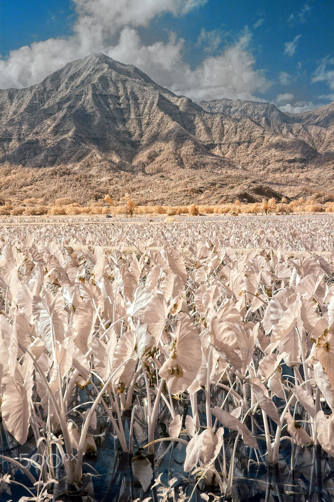 Nikon D70s sample photo. Hanalei taro fields, ir photography