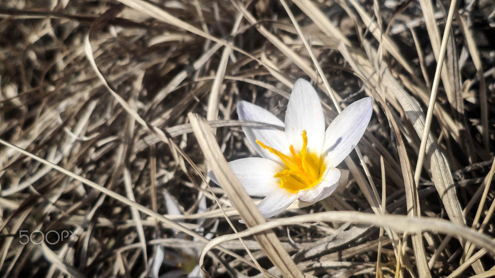 Sony DSC-S5000 sample photo. Mountain flower photography