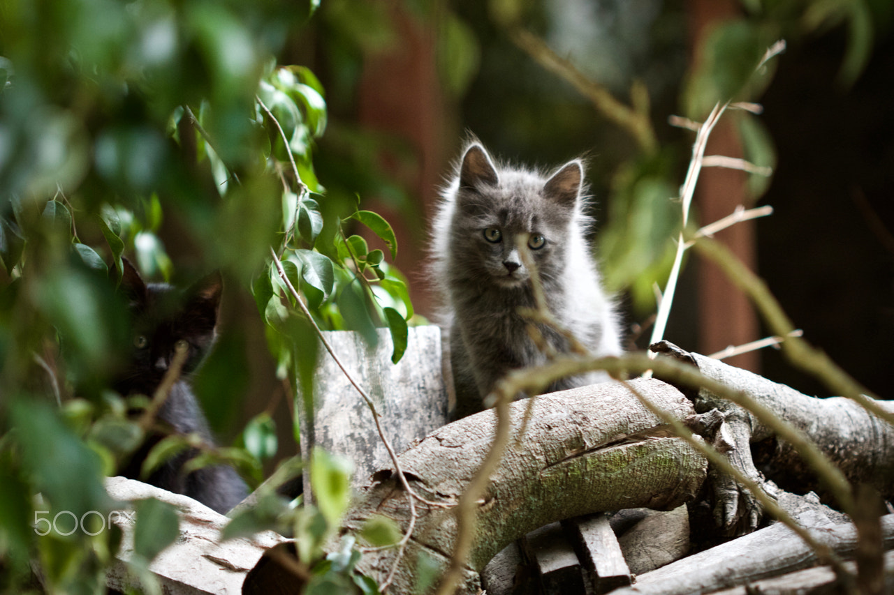Canon EOS 7D + Canon EF 100mm F2.8 Macro USM sample photo. Kitten photography