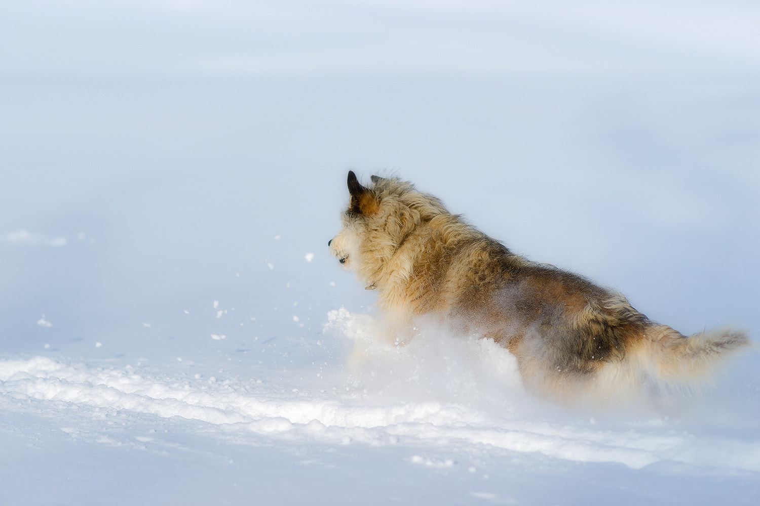 Sony Sonnar T* 135mm F1.8 ZA sample photo. On a snowy field. photography