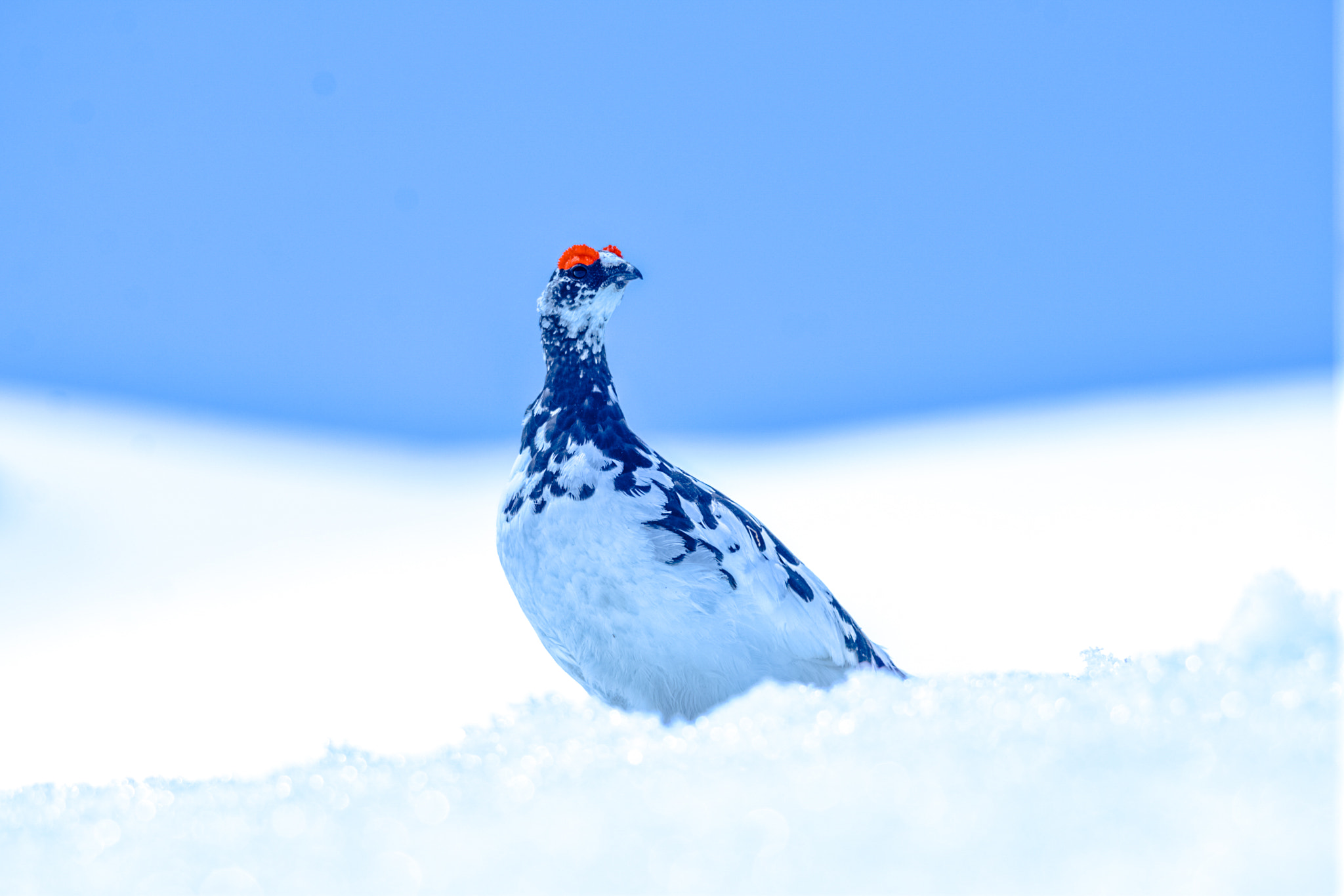 Sigma 150-500mm F5-6.3 DG OS HSM sample photo. らいてう photography