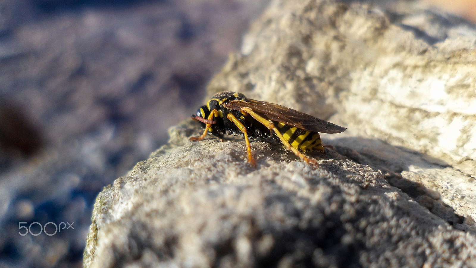 Sony DSC-S5000 sample photo. Sleeping wasp photography
