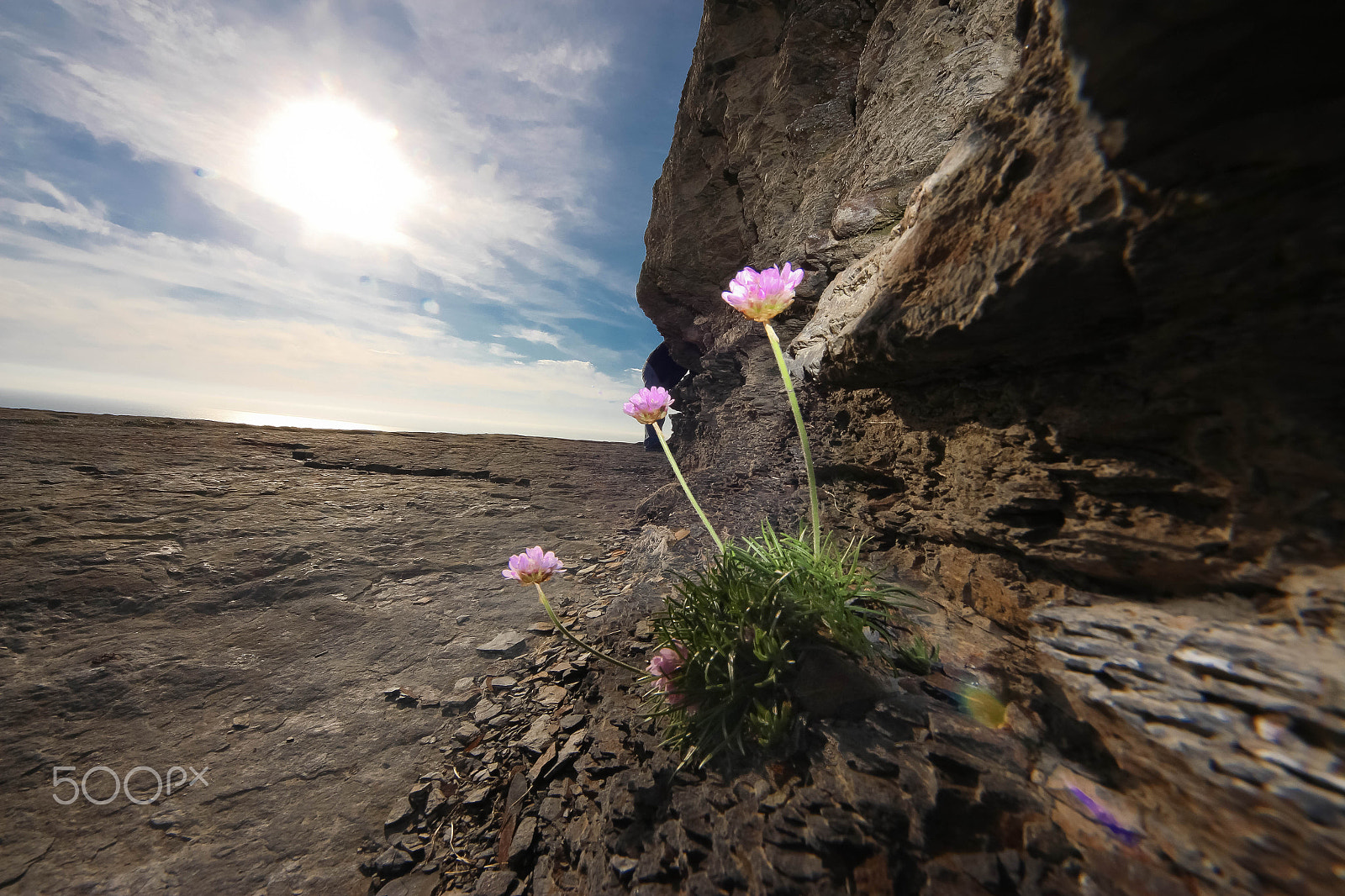 Sigma 8-16mm F4.5-5.6 DC HSM sample photo. Flowers of moher photography