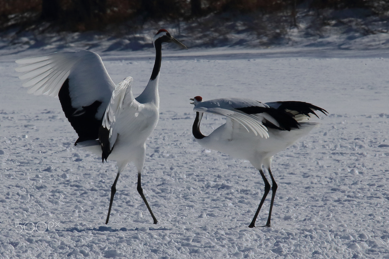Sigma 150-600mm F5-6.3 DG OS HSM | C sample photo. Love on the snow photography