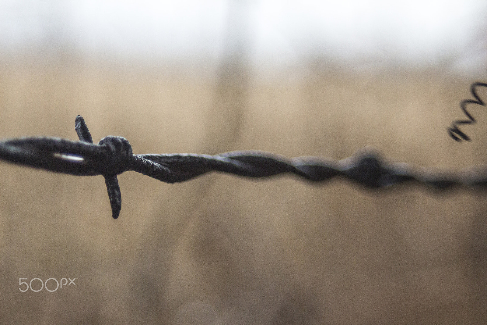 Canon EF 35-80mm f/4-5.6 sample photo. Barbed wire photography