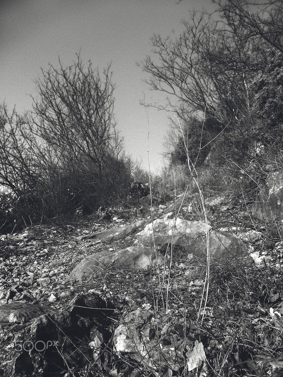 Sony DSC-S5000 sample photo. Mountain pathway photography