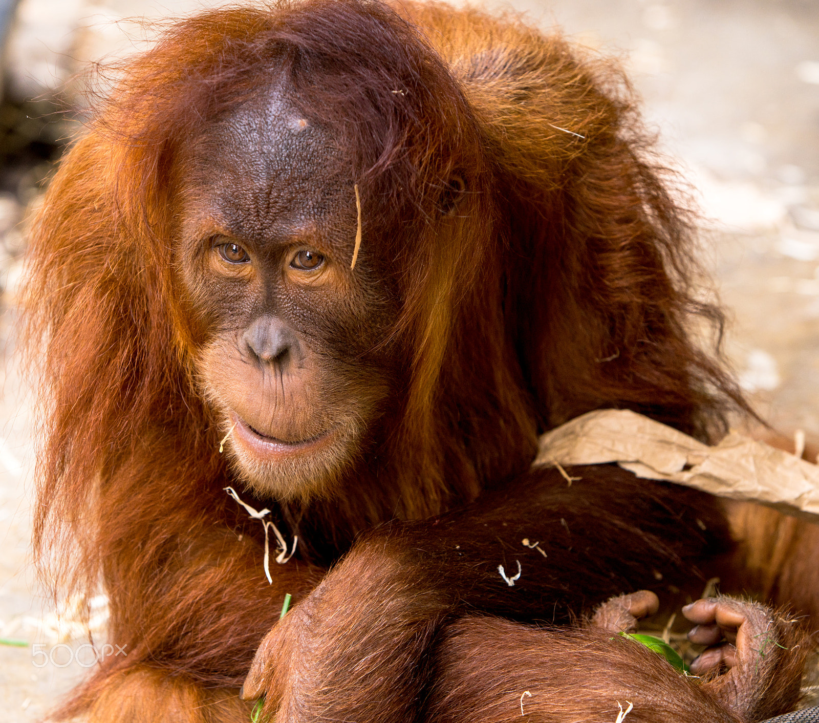 Canon EF 70-200mm F2.8L USM sample photo. Baby orangutang photography