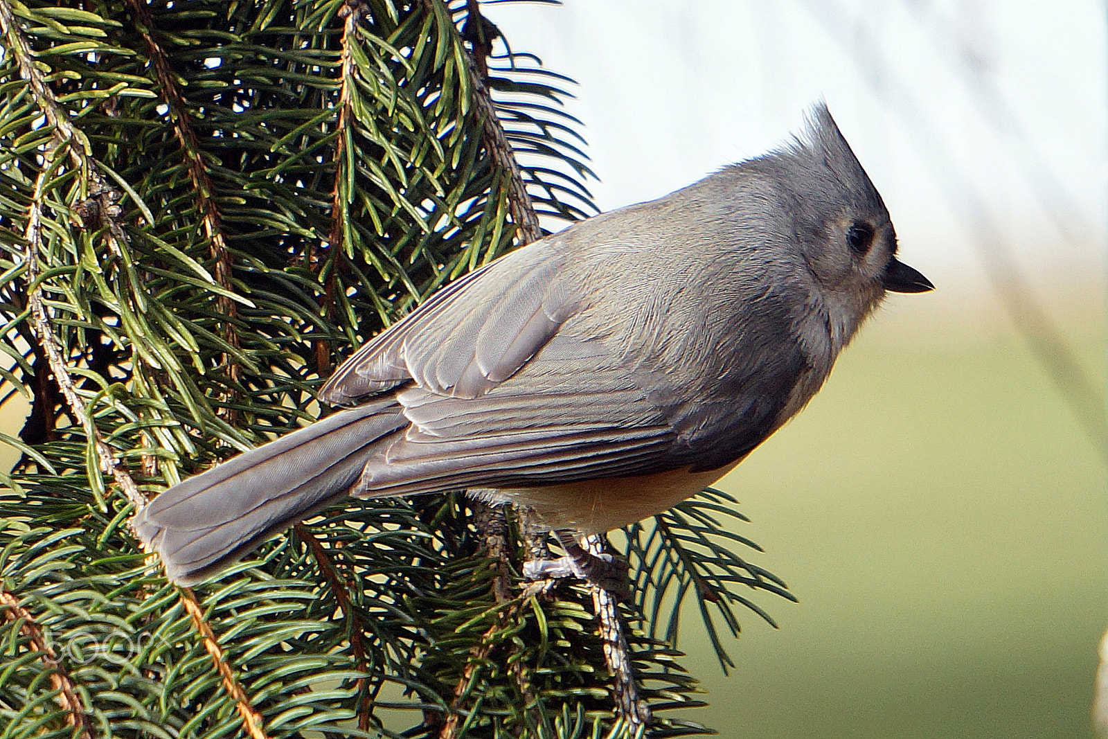 Sony Alpha a3000 + Sony FE 24-240mm F3.5-6.3 OSS sample photo. Tufted titmouse on pine branch photography