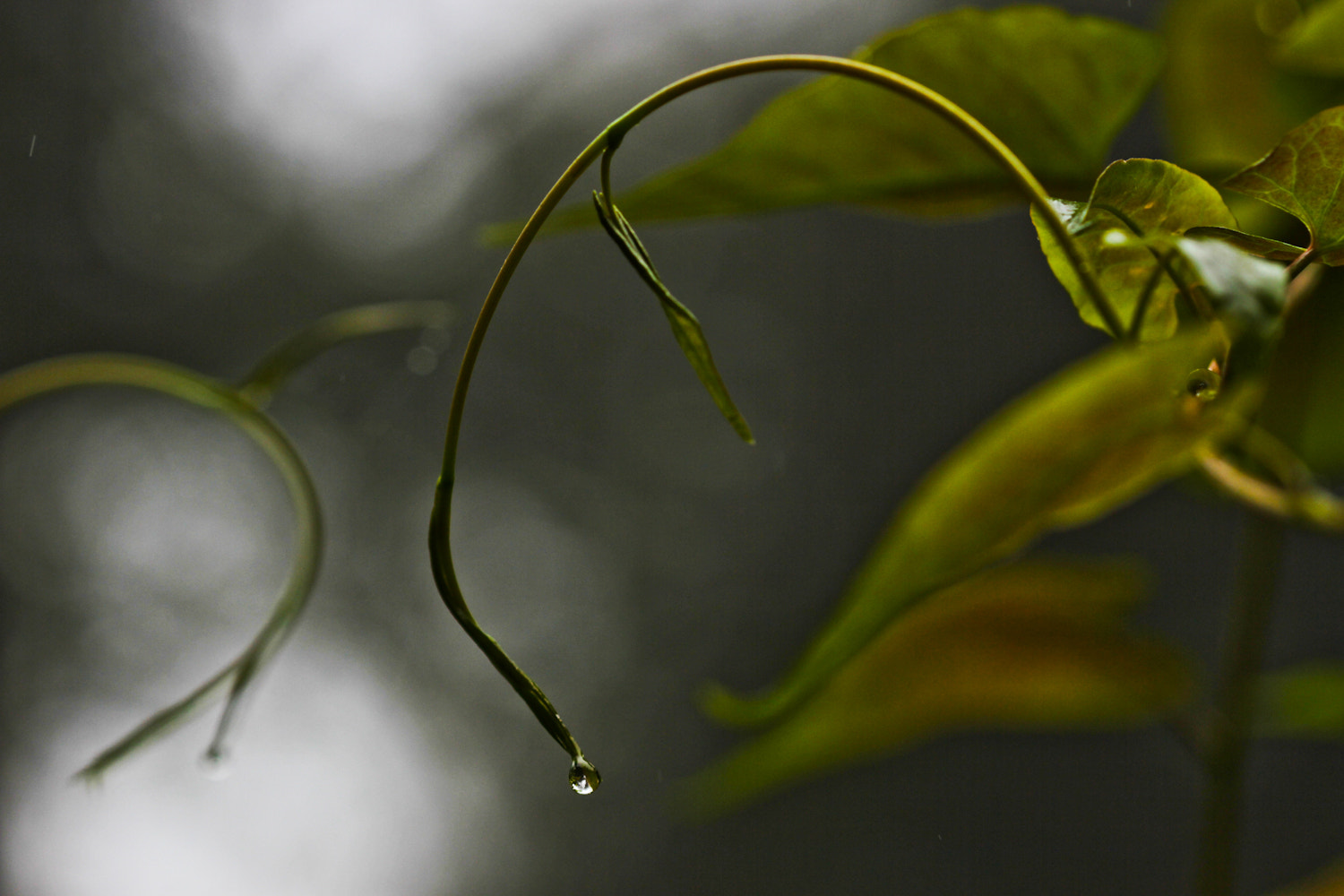 Canon EOS 7D + Canon EF 100mm F2.8 Macro USM sample photo. The elegance of foti photography