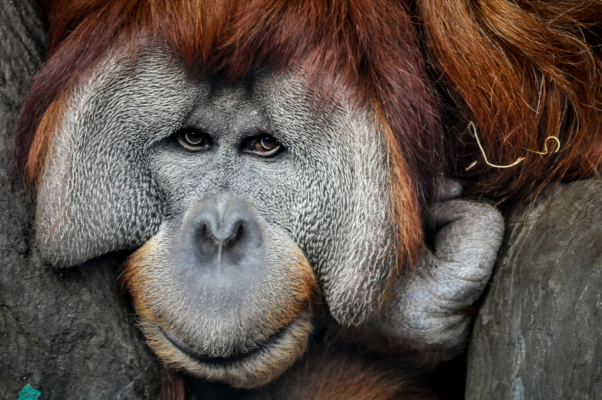 Nikon AF-S Nikkor 200-400mm F4G ED-IF VR sample photo. You gotta love this face photography