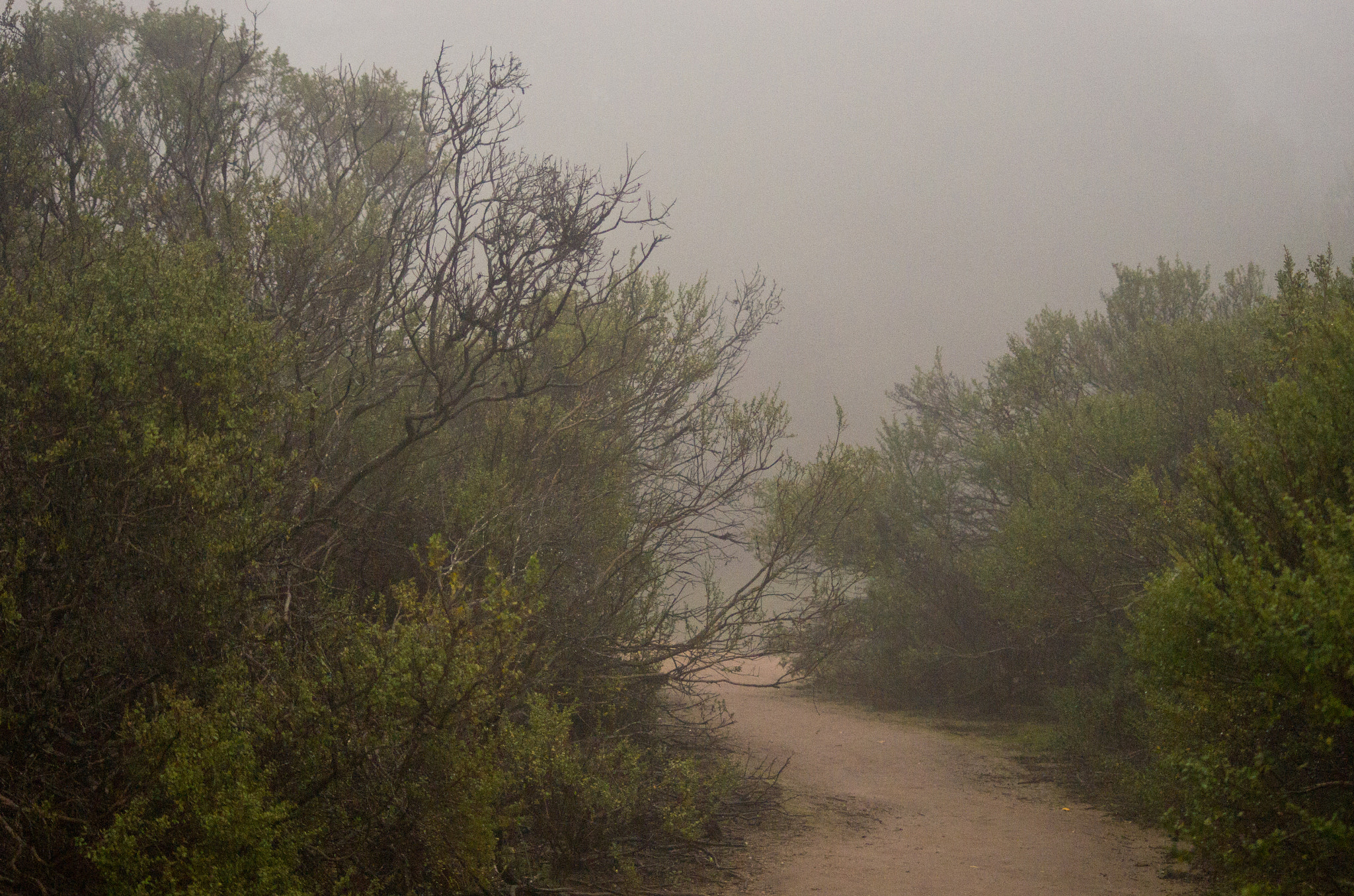 Pentax K-5 sample photo. Foggy porter meadow path photography