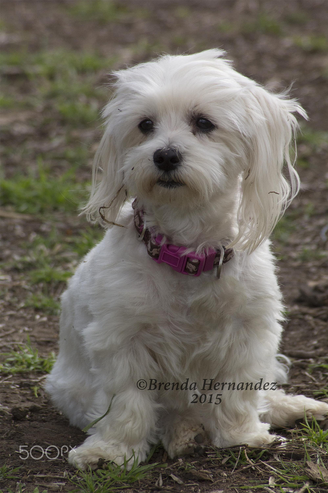 Sigma 70-300mm F4-5.6 APO DG Macro sample photo. Fun in my hair photography