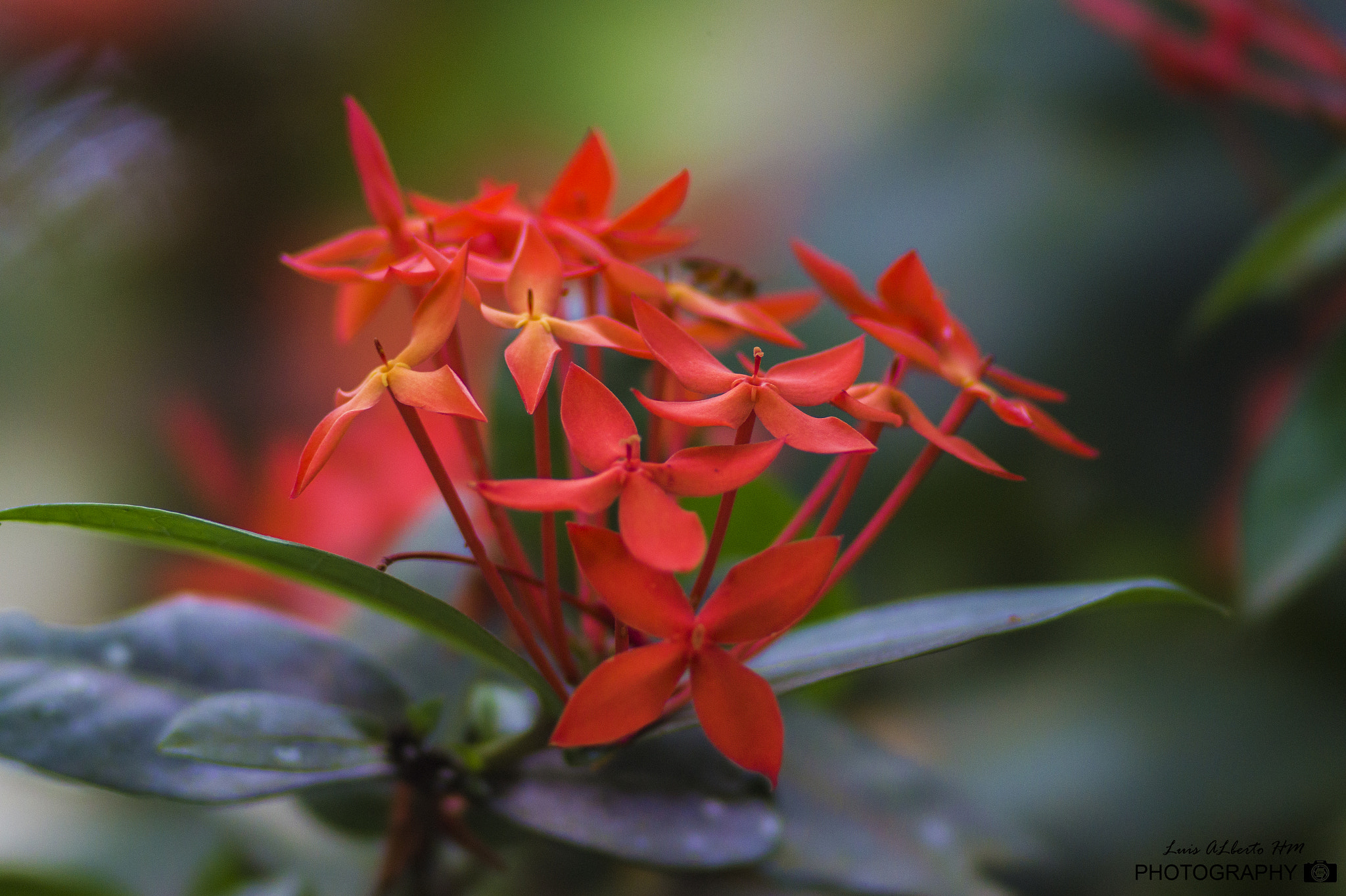 Sony SLT-A58 + Sony 135mm F2.8 [T4.5] STF sample photo. Flores de moyobamba photography