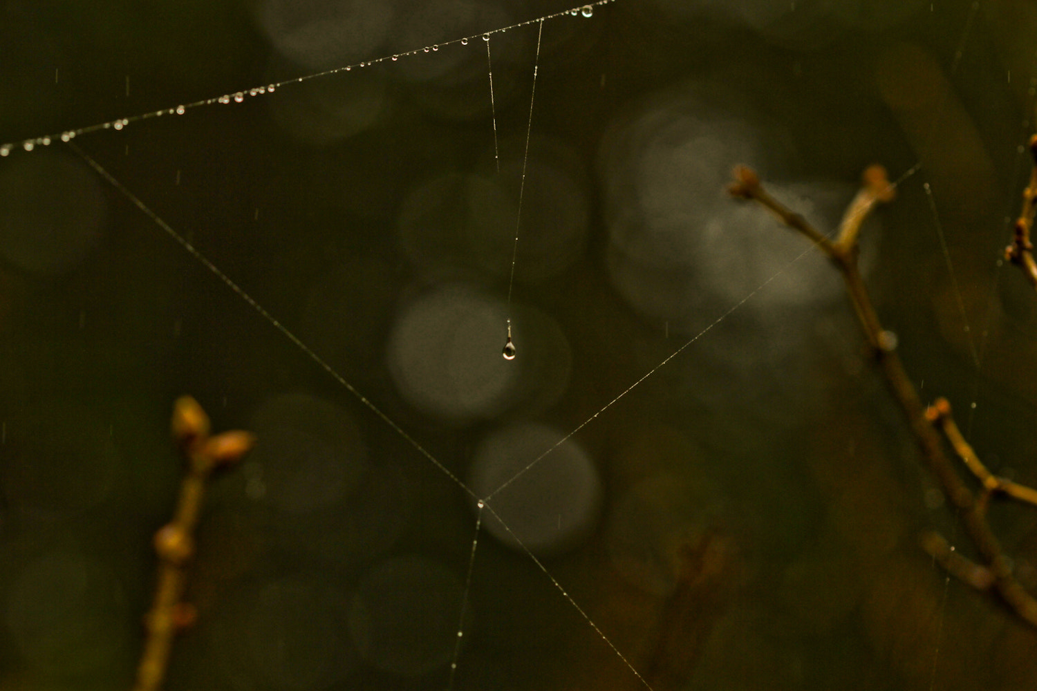 Canon EOS 7D + Canon EF 100mm F2.8 Macro USM sample photo. Delicate jewel photography