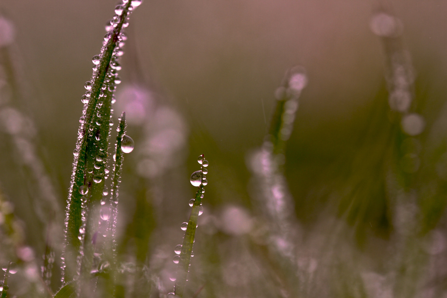 Canon EOS 7D + Canon EF 100mm F2.8 Macro USM sample photo. A meeting of raindrops photography