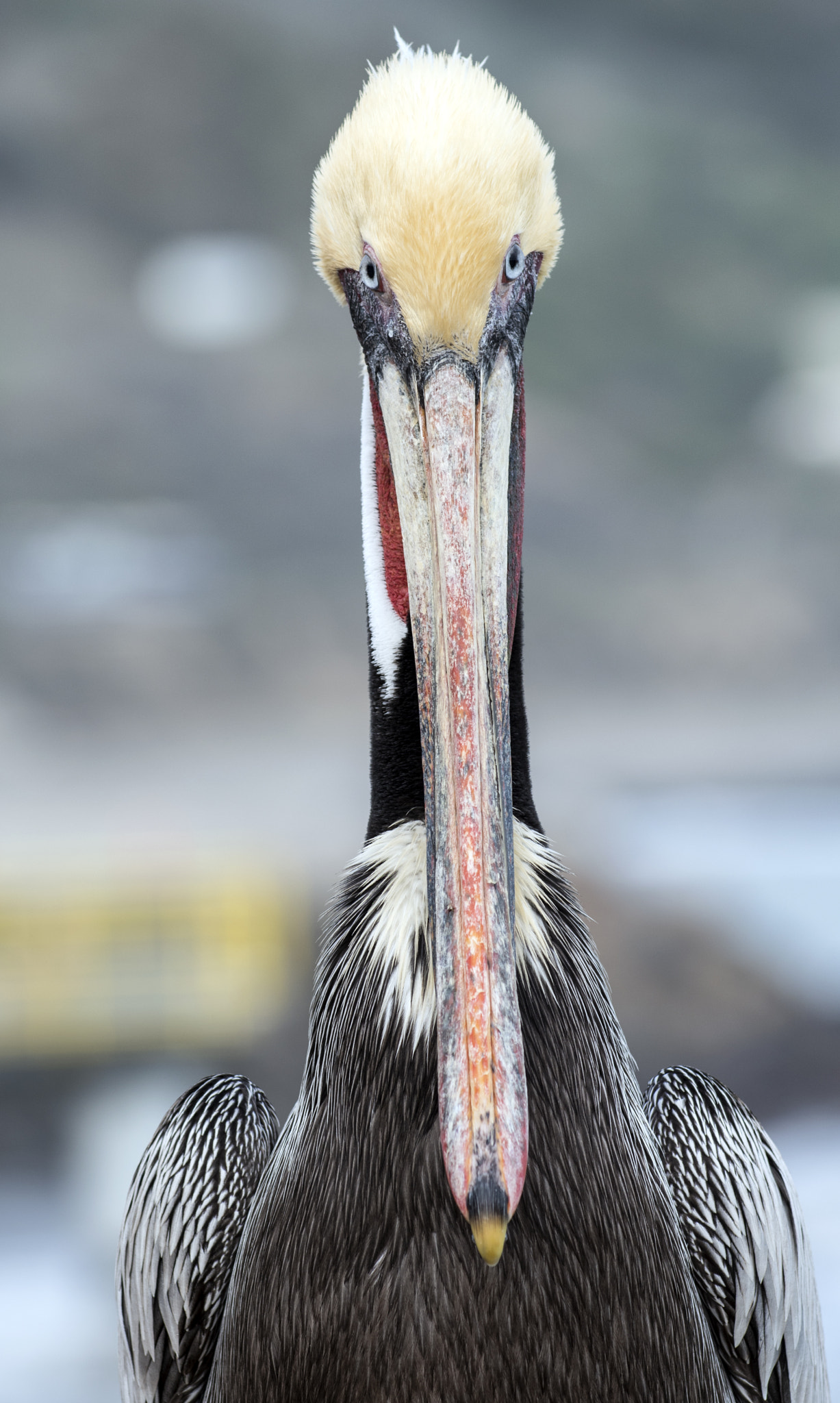 Nikon AF-S Nikkor 70-200mm F4G ED VR sample photo. Pelican portrait photography
