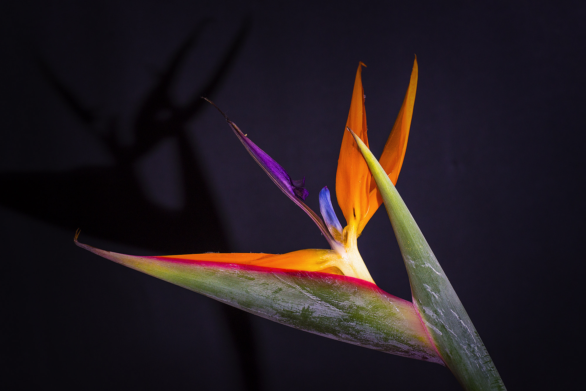 Nikon D600 sample photo. Bird of paradise photography