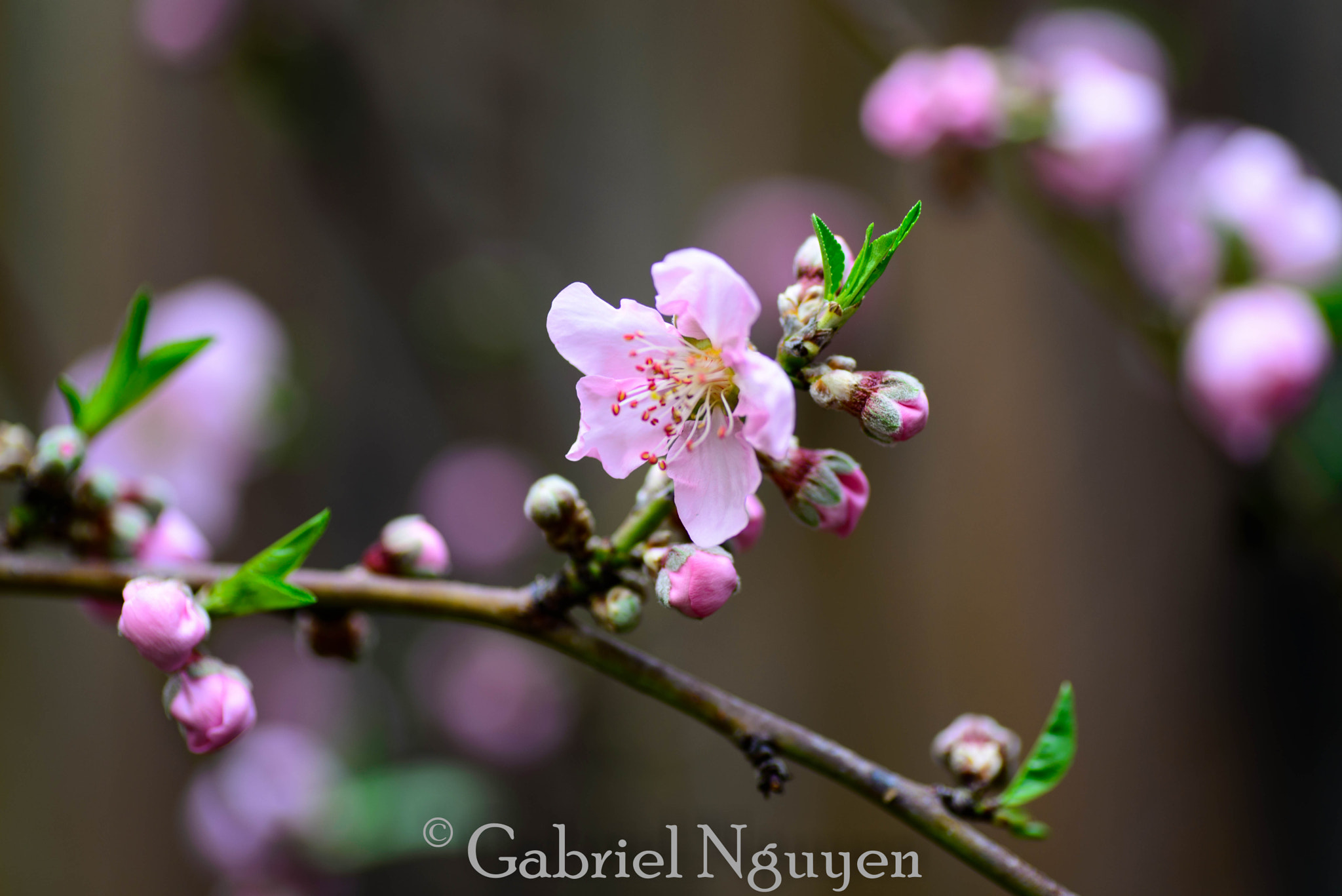 Nikon D600 sample photo. First blooms photography