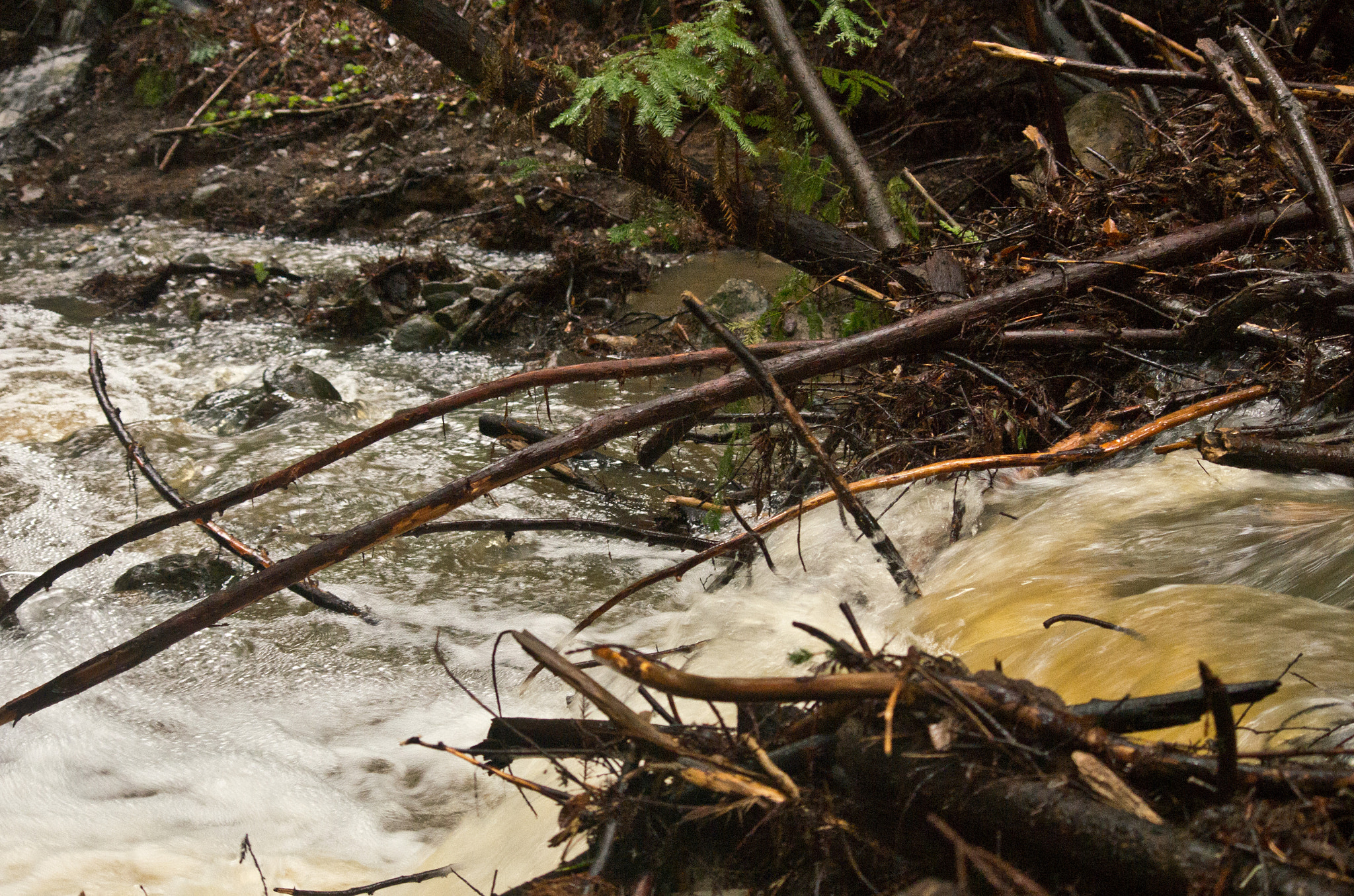 Pentax K-5 sample photo. _bda4865.jpg photography