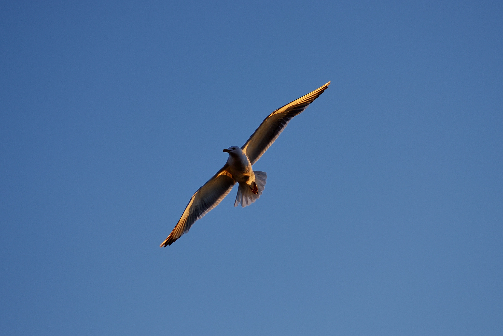 Nikon D600 + Nikon AF Nikkor 180mm F2.8D ED-IF sample photo. Mongolicus (gull) photography