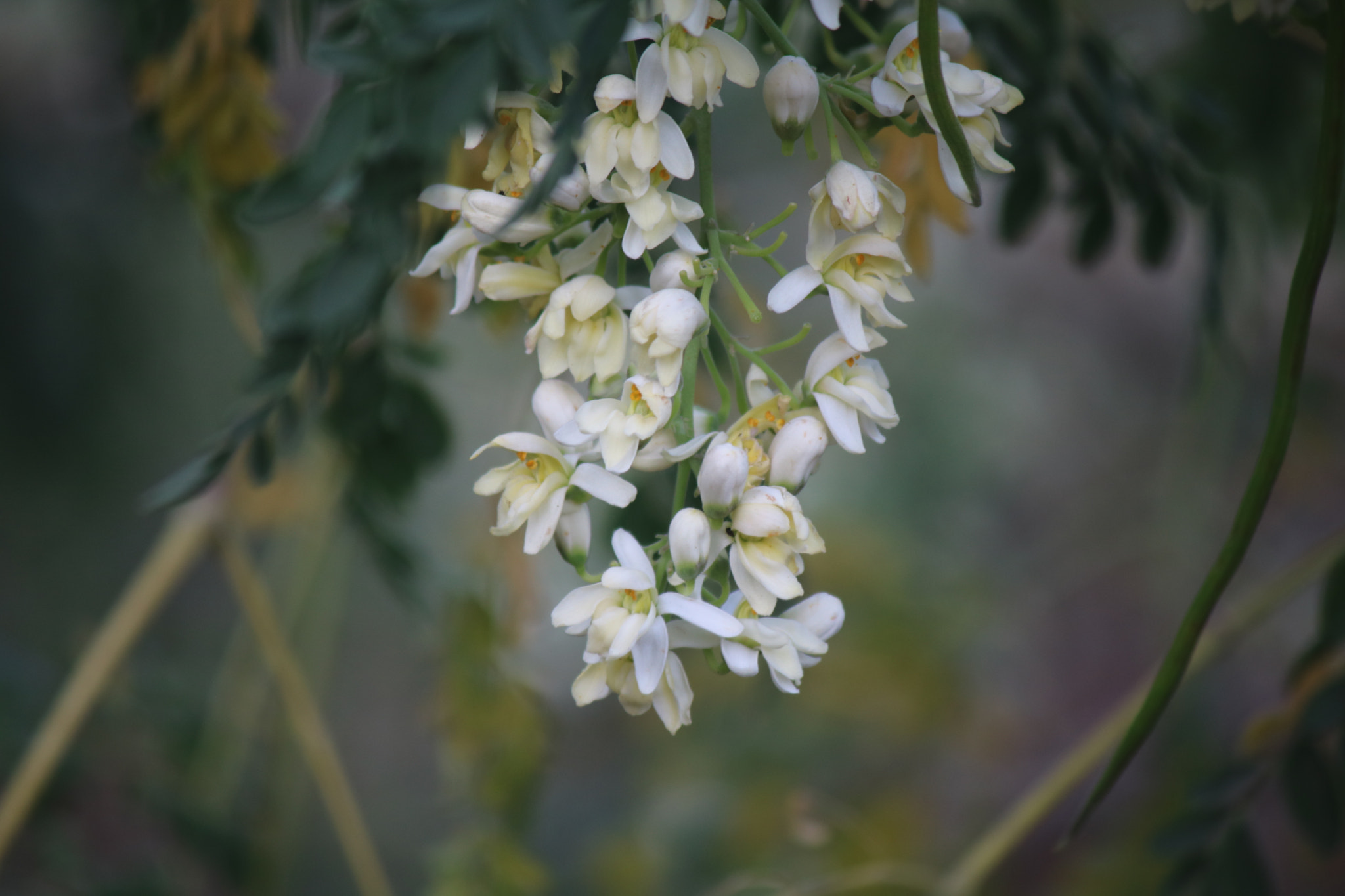 Canon EF-S 55-250mm F4-5.6 IS sample photo. Flowers photography