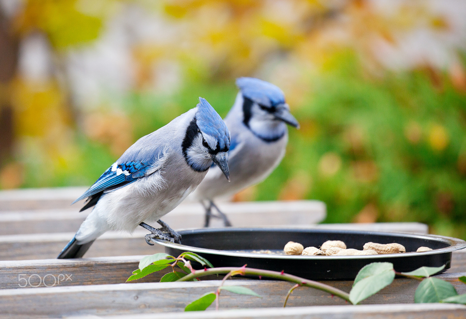 Canon EF 100-400mm F4.5-5.6L IS II USM sample photo. Backyard bluejays photography